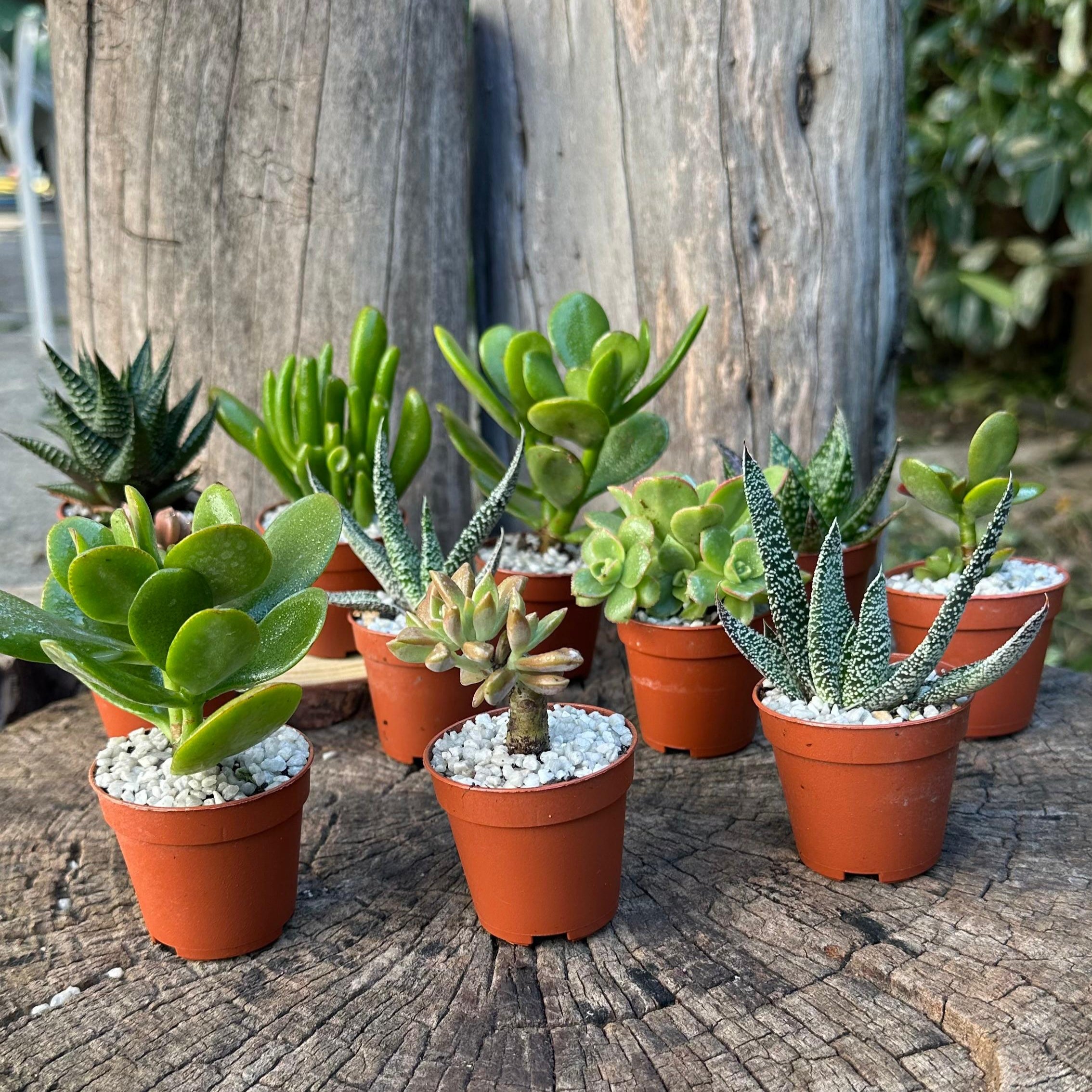 Set mini piante grasse vere vaso ceramica 5,5cm