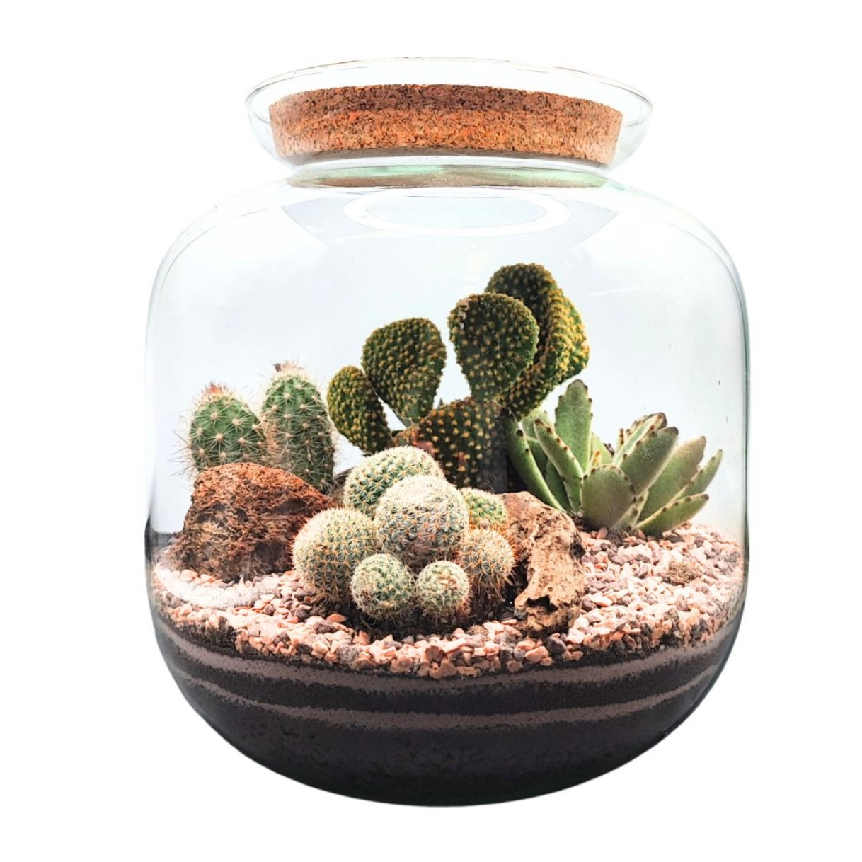 Terrari, Kit & Accessori