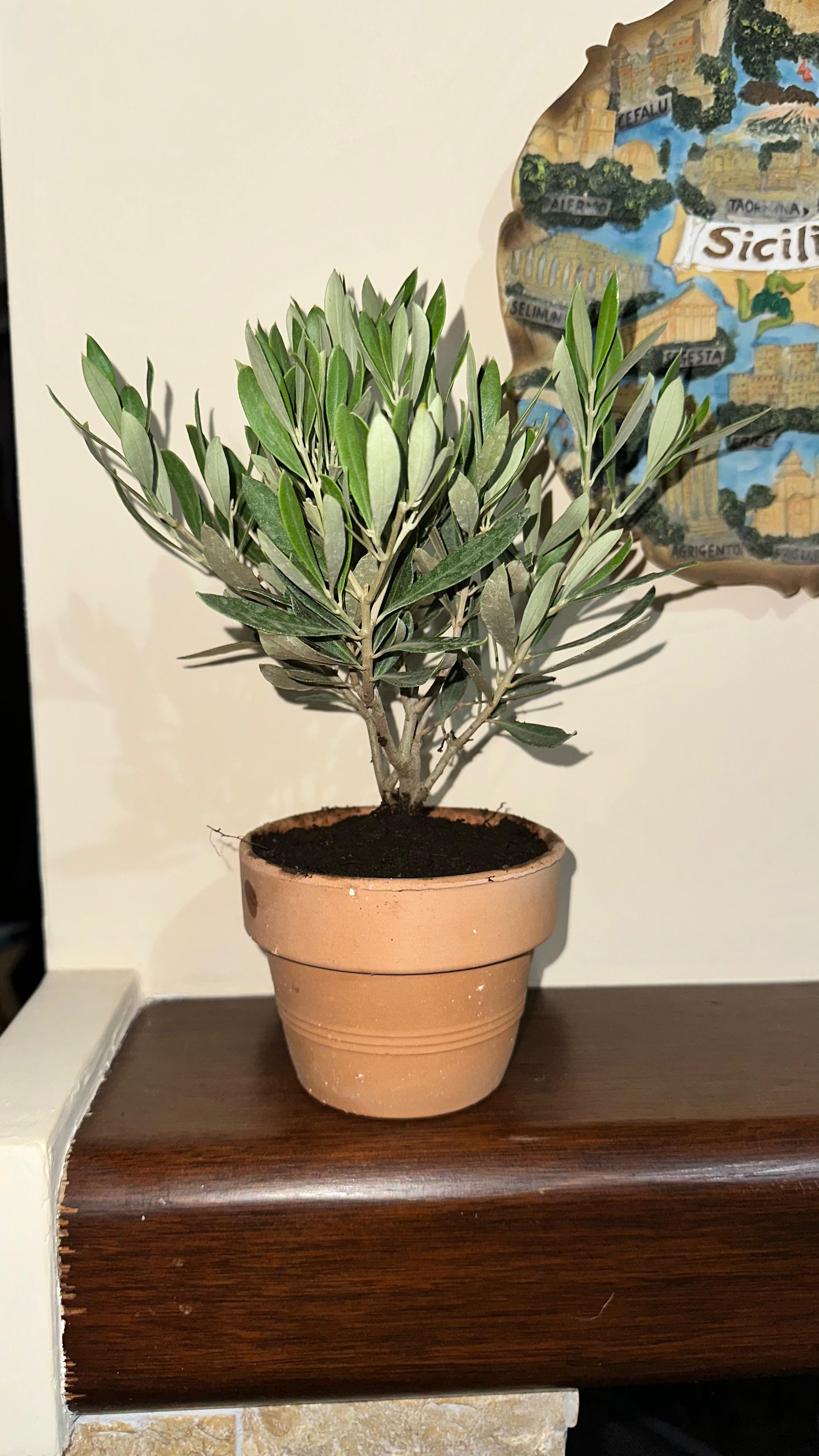 Piante in vaso artigianali