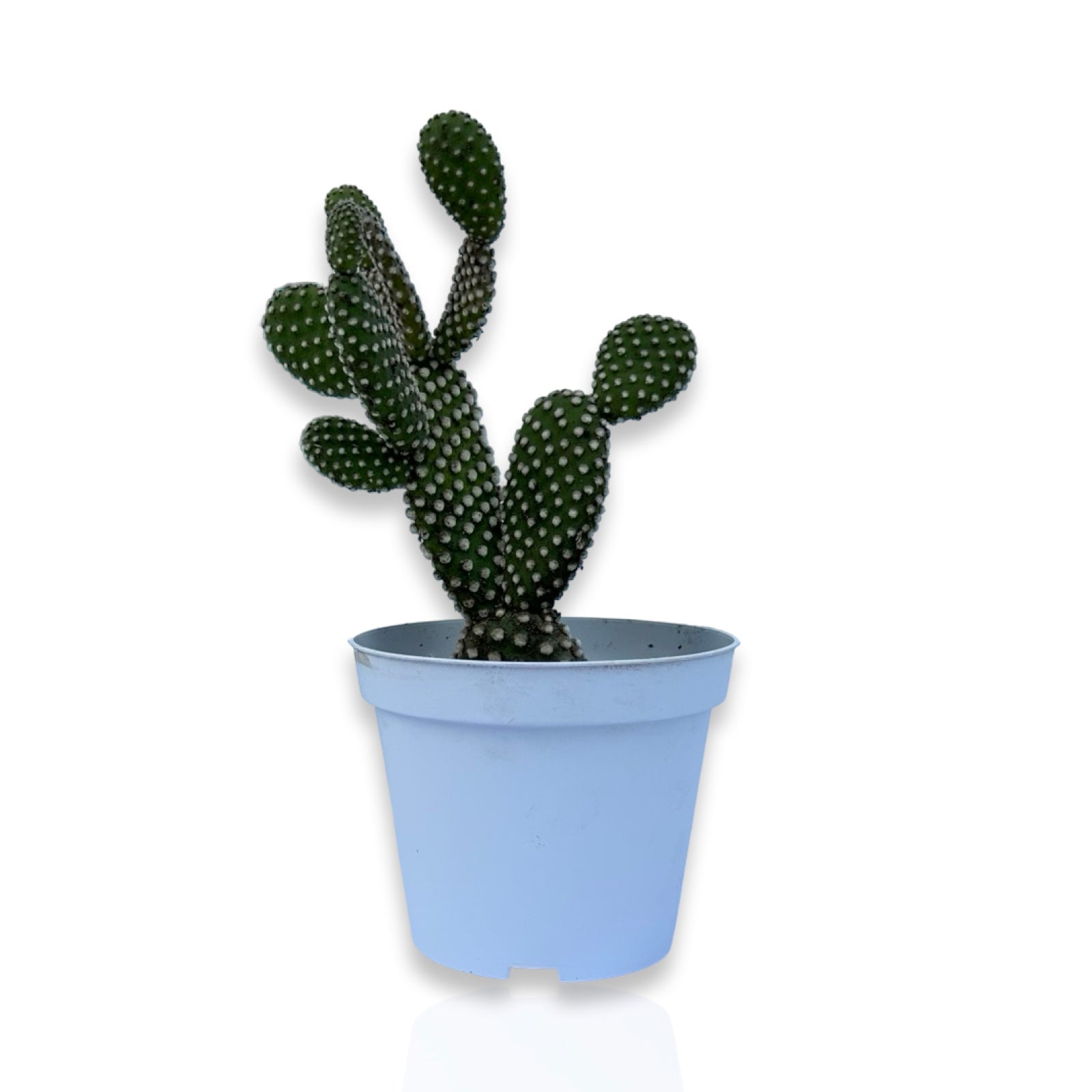 Fico d'India microvilloso Pianta Grassa Opuntia microdasys (Lehm.) Pfeiff.