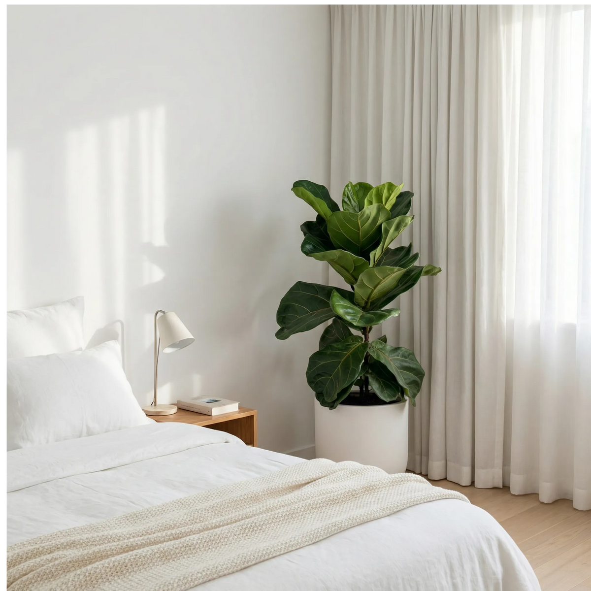 Ficus Lyrata 90 cm