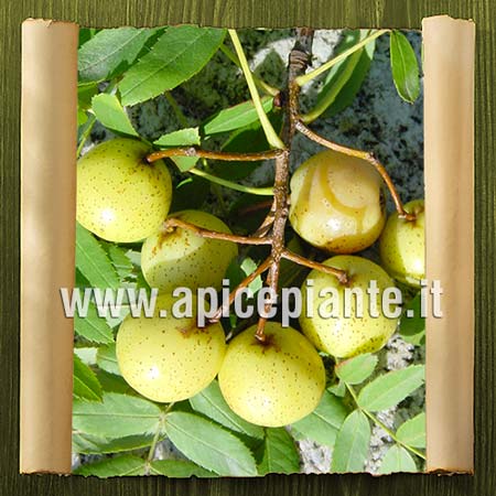 Sorbo domestico - pianta da frutto varietà antica vaso 20 cm - Apice Piante