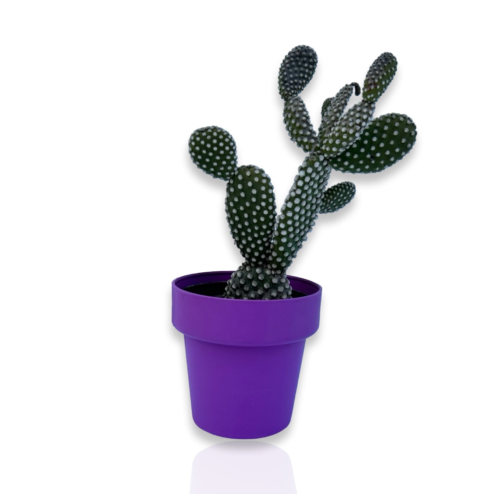 Fico d'India microvilloso Pianta Grassa Opuntia microdasys (Lehm.) Pfeiff.