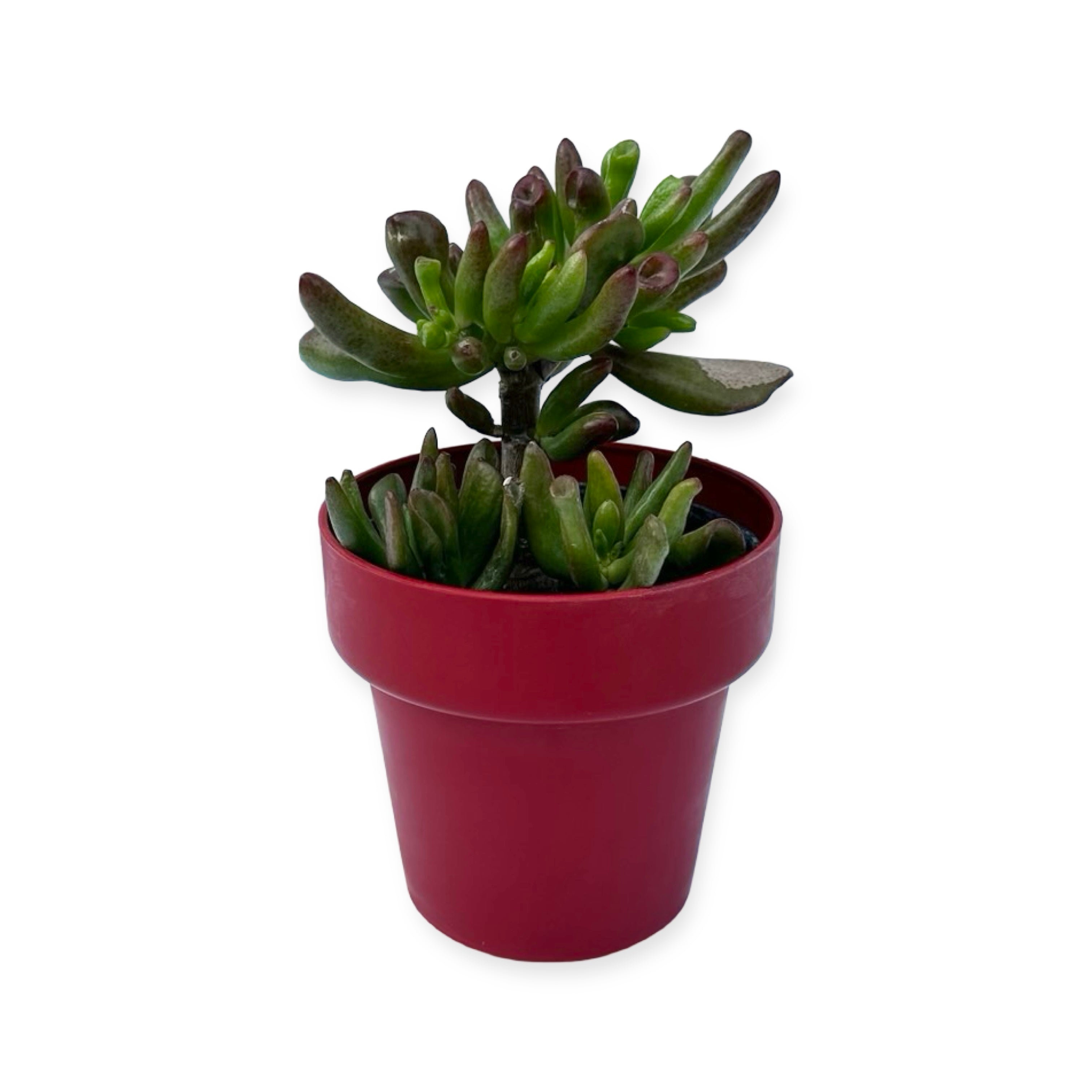 Piantina di Crassula Hobbit