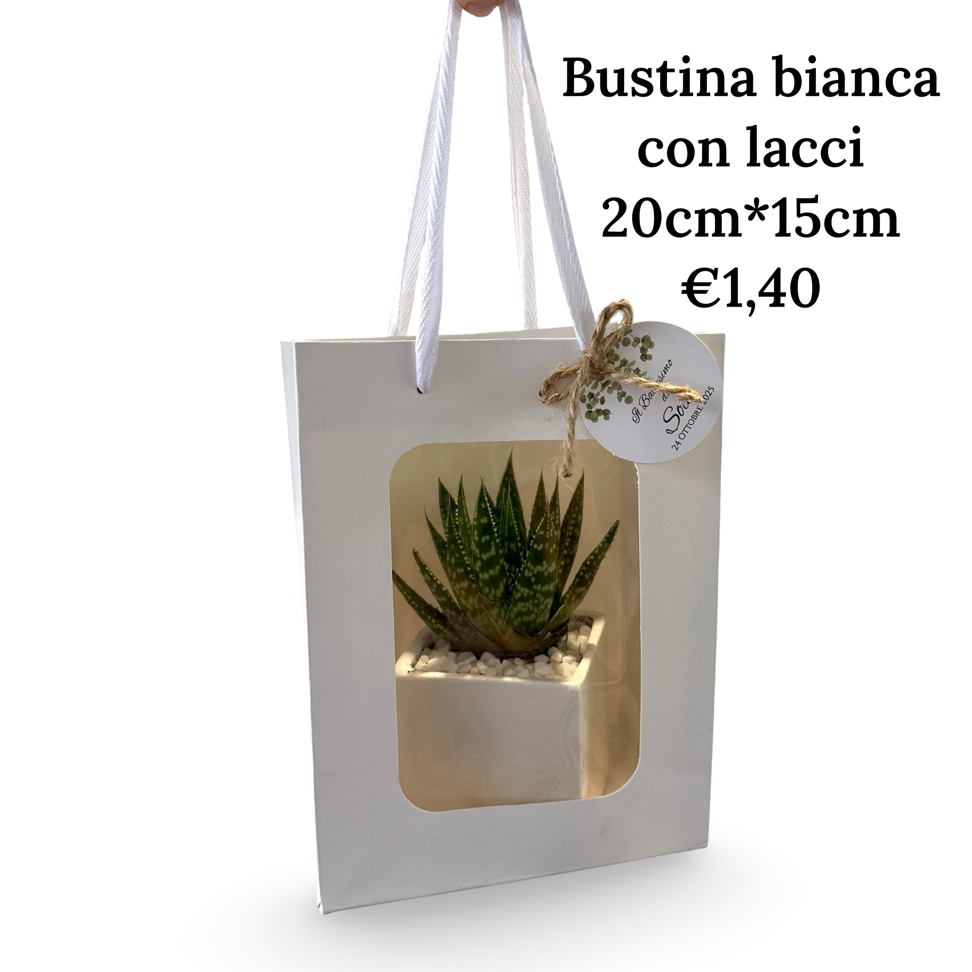 Set Piantine Ulivo per bomboniere in vaso ceramica quadrato CERTIFICATE