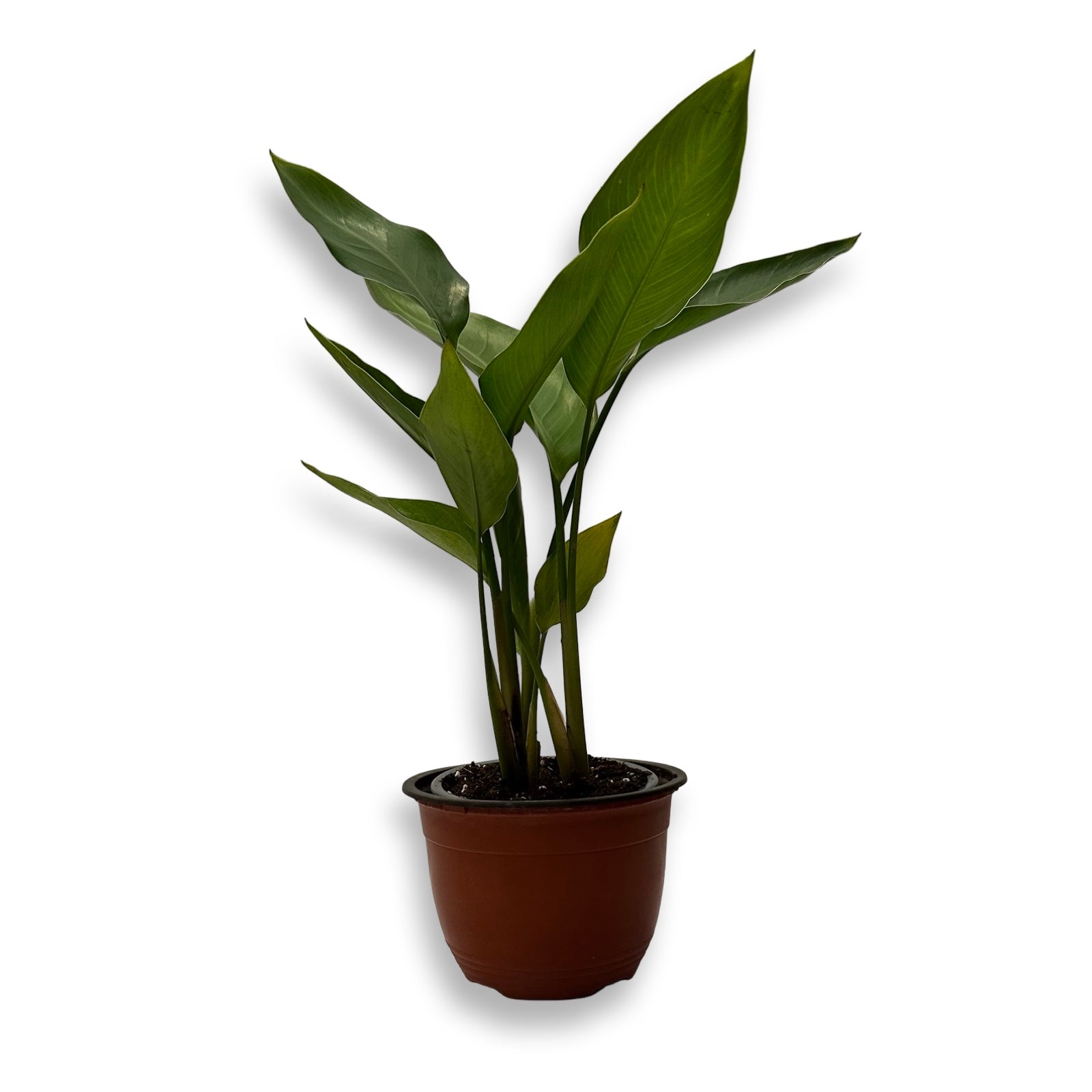 Strelitzia Augusta Nicolai