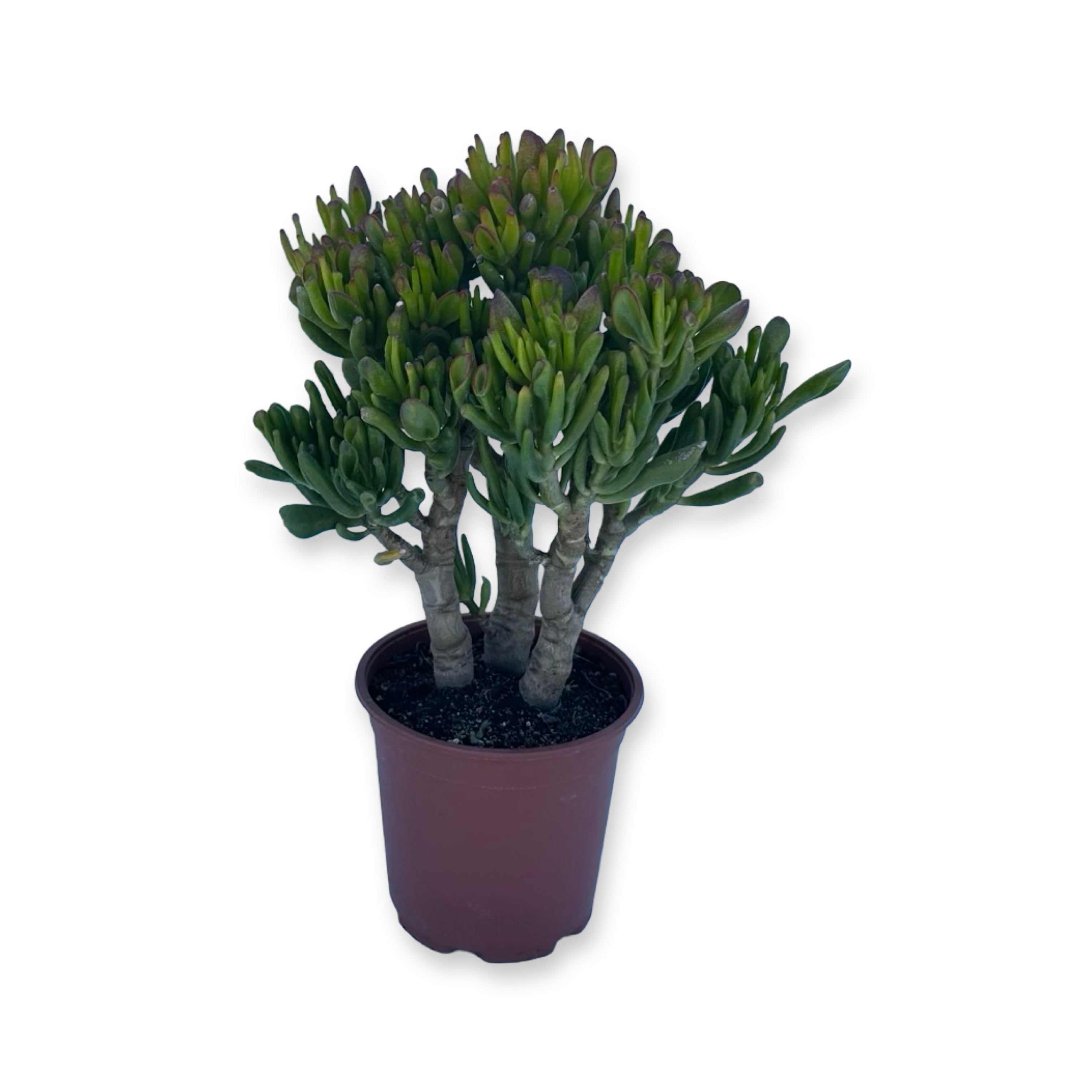 Piantina di Crassula Hobbit