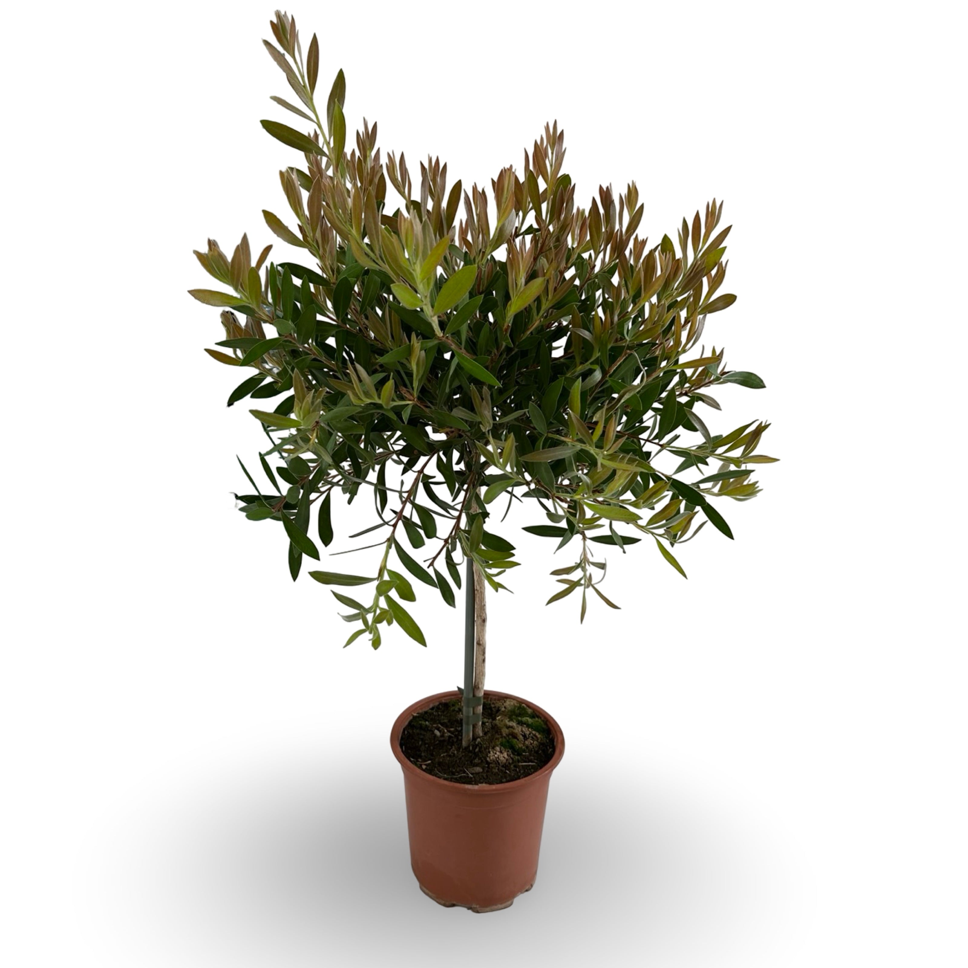 Pianta di Callistemon Citrinus Splendens