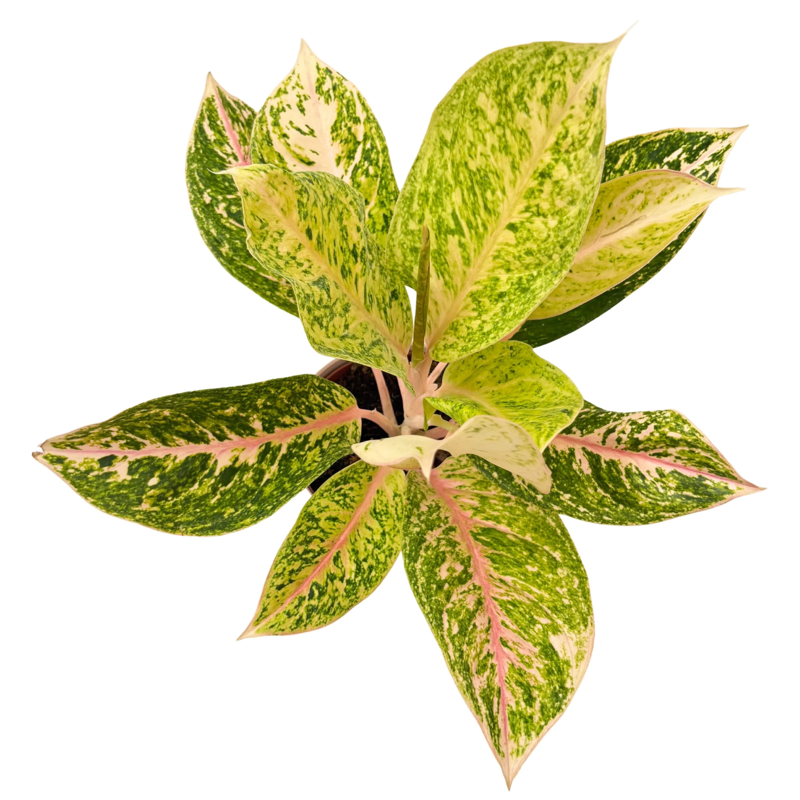 Aglaonema 30 Million