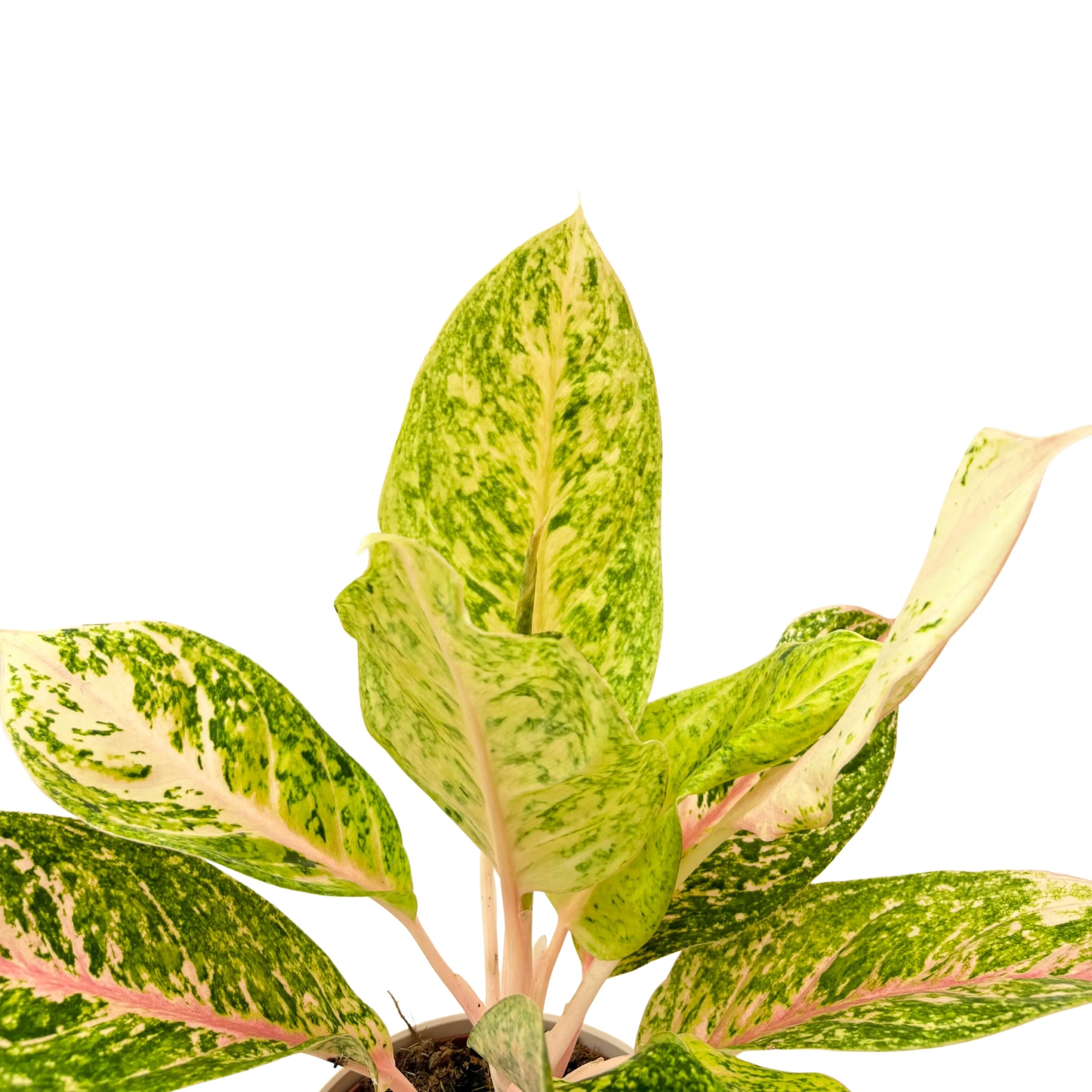 Aglaonema 30 Million