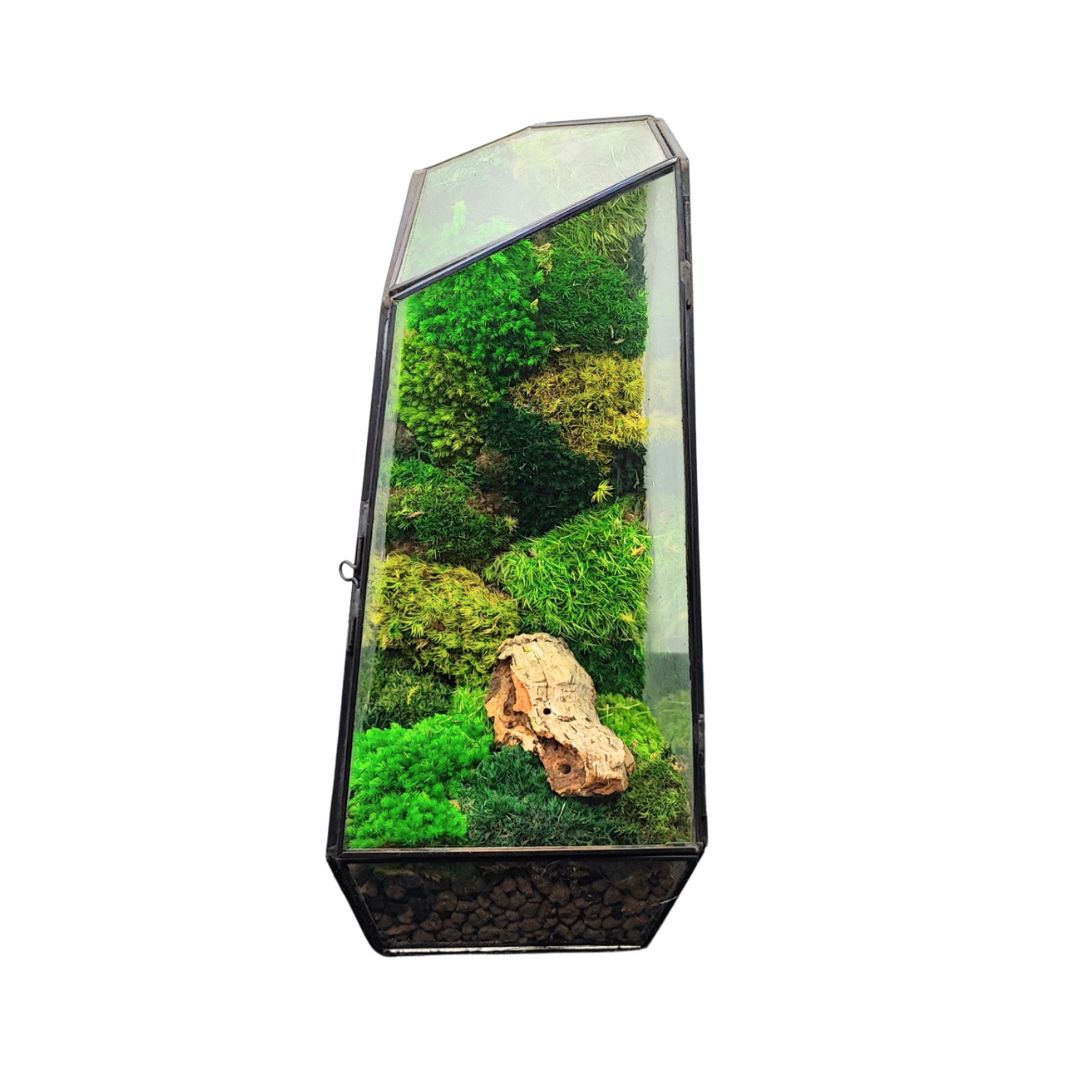Terrarium Diamante con Muschio Stabilizzato