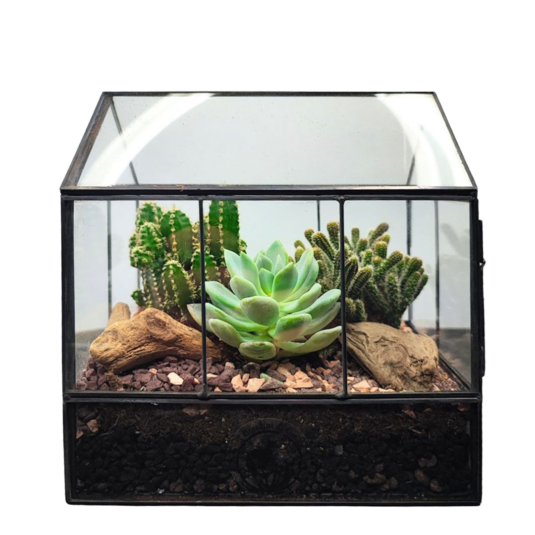 Terrarium Mini Serra con Piante Grasse 062G