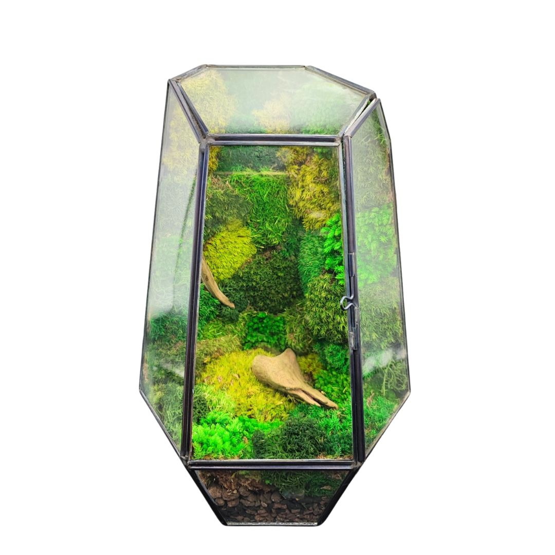 Terrarium Prisma green Stabilizzato