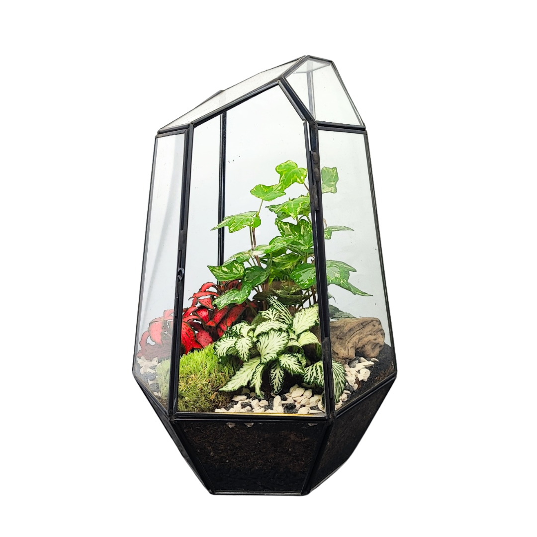 Terrarium Florine 067V