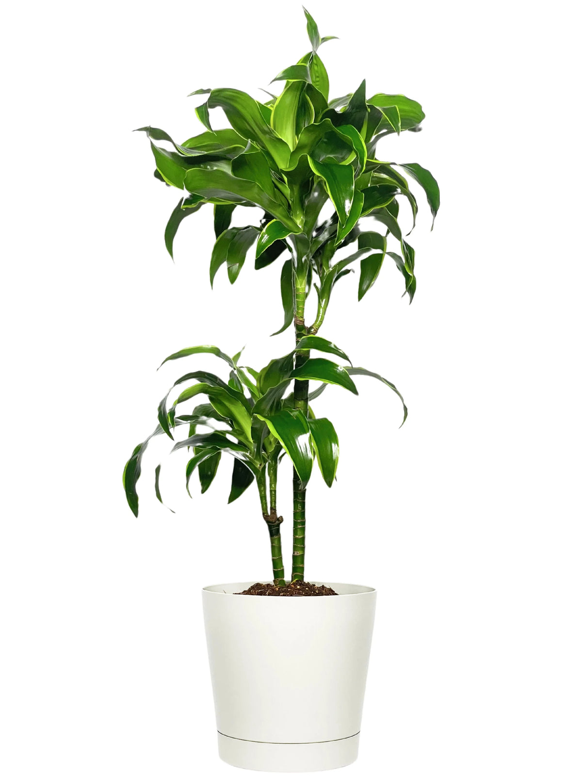 Dracaena 'Dorado' - Altezza Pianta 100 cm