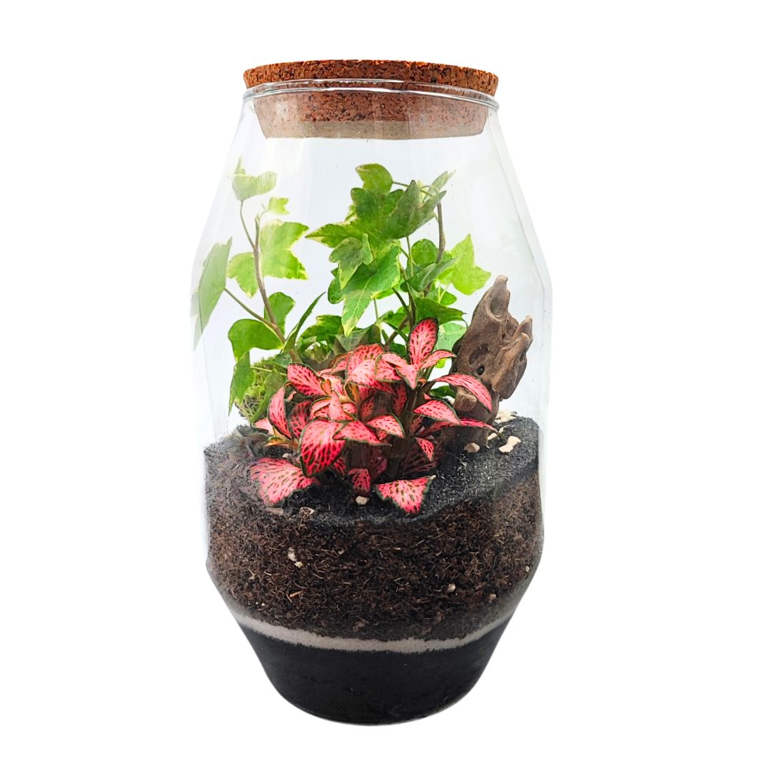 Terrarium Alessia 058