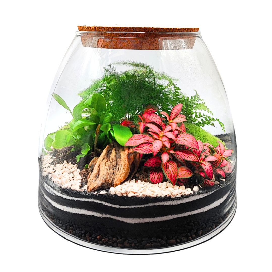 Terrarium "Tropical Haven"
