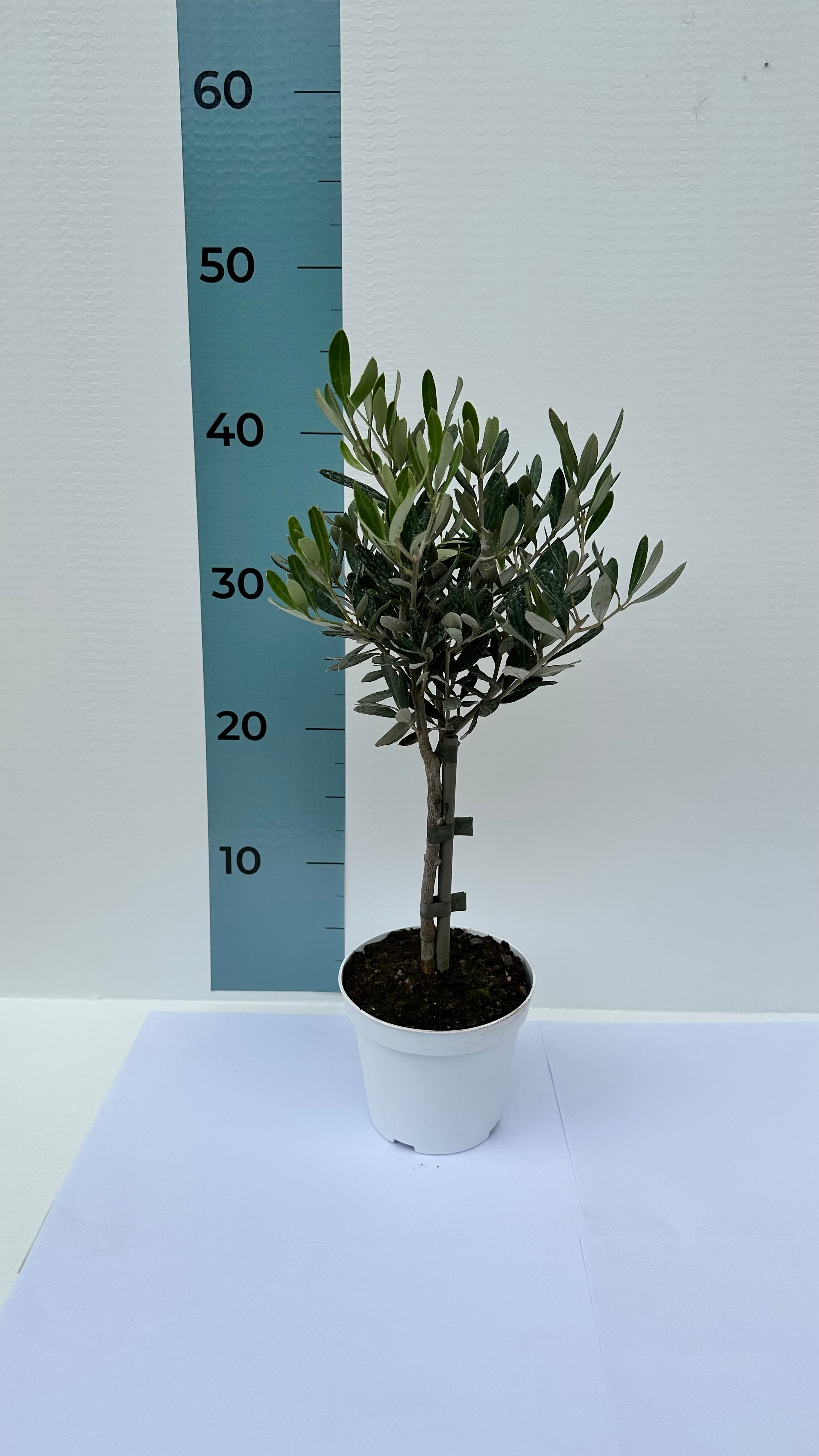 Piantina Alberello di Ulivo Cipressino - Olea Europea CERTIFICATA