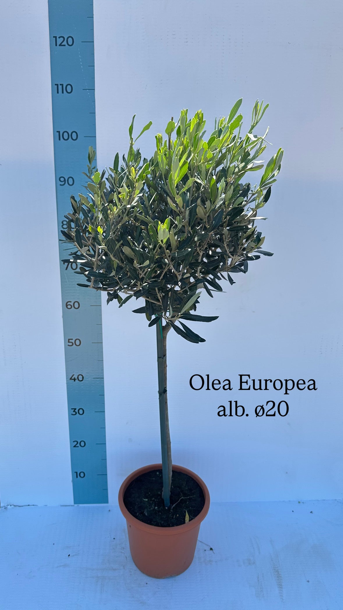 Piantina Alberello di Ulivo Cipressino - Olea Europea CERTIFICATA