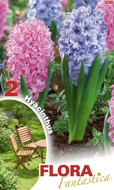 Giacinti Orientali Mixed - 2 Bulbi