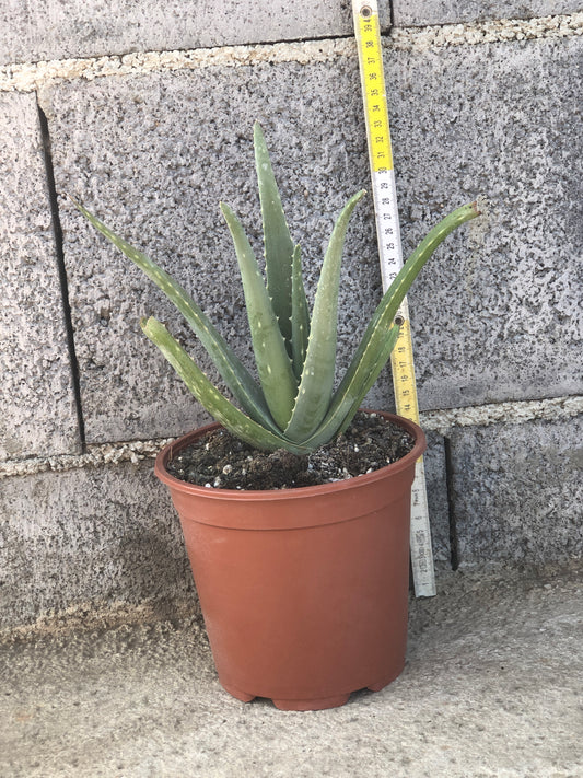 Aloe Vera vaso ø17