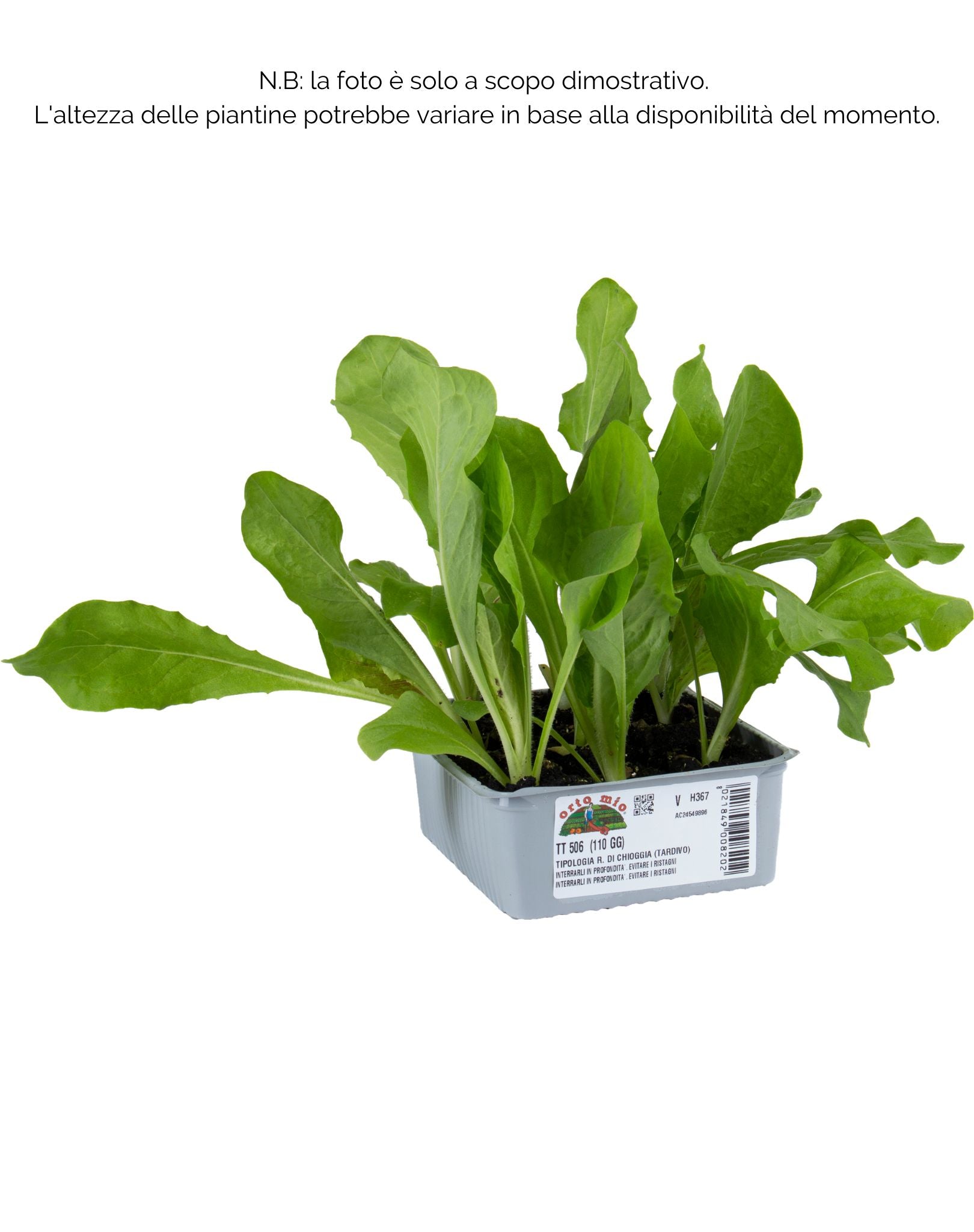 Cicorie e Radicchio rossa di Chioggia tardiva TT 506 - 9 piante - Orto Mio