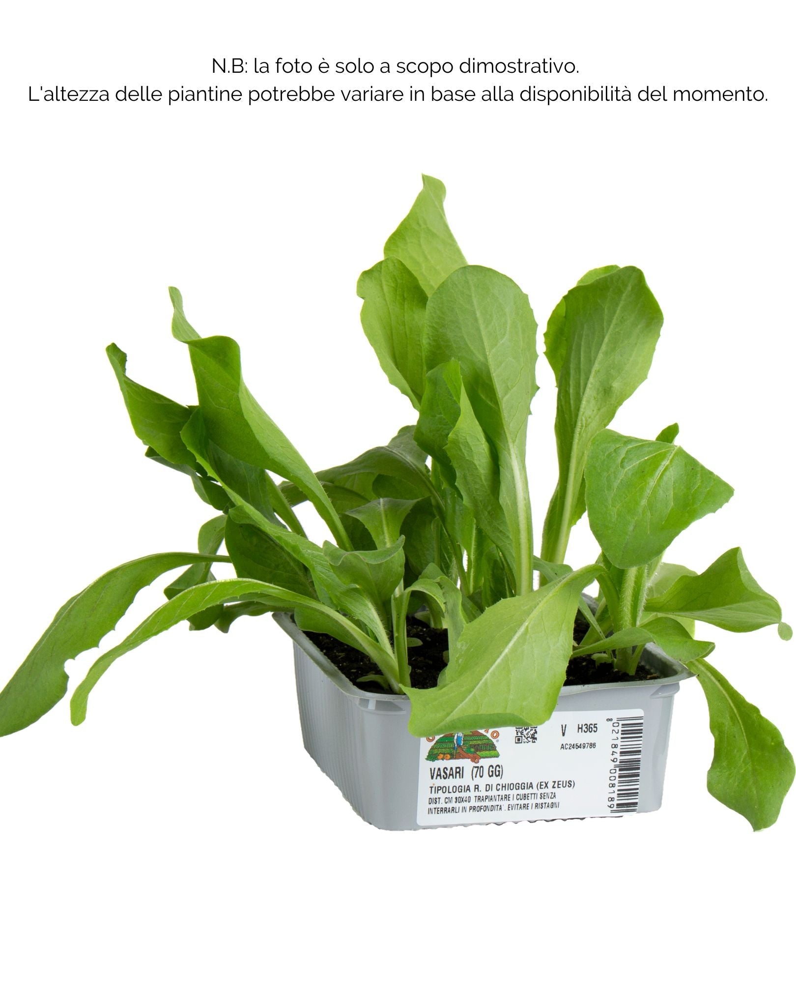 Cicorie e Radicchio rossa di Chioggia autunnale Vasari F1- 9 piante - Orto Mio