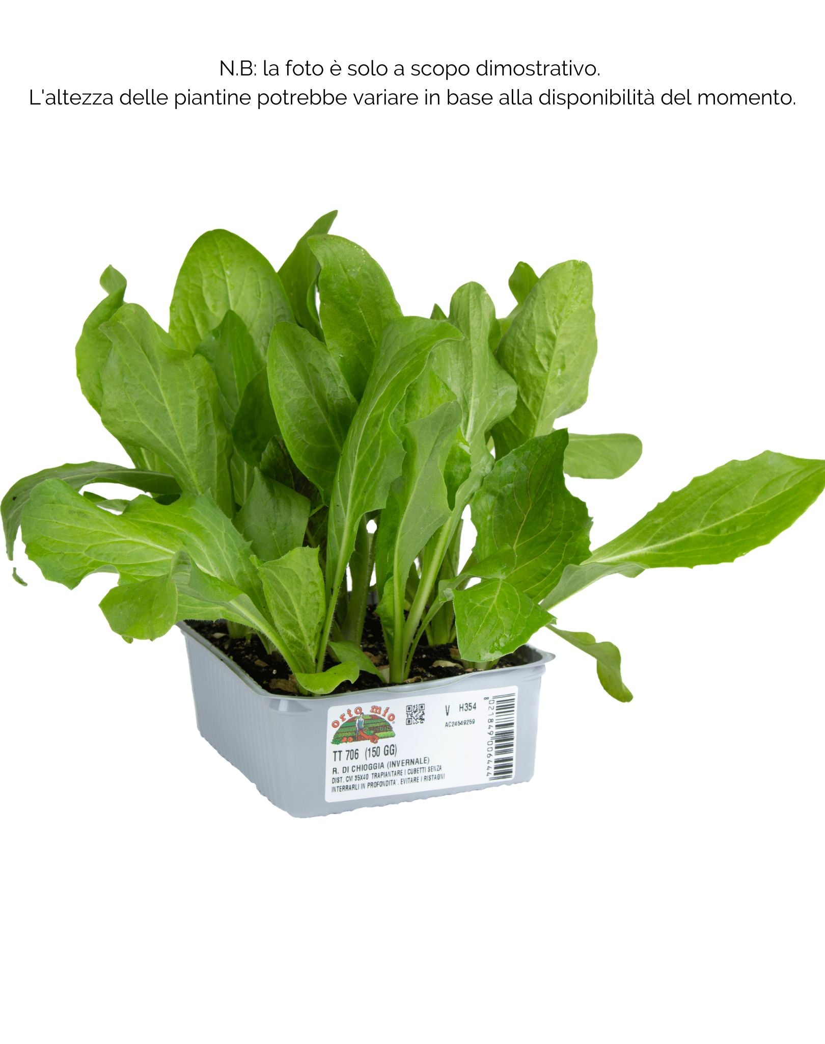 Cicorie e Radicchio rossa di chioggia invernale TT 706 - 9 piante - Orto Mio