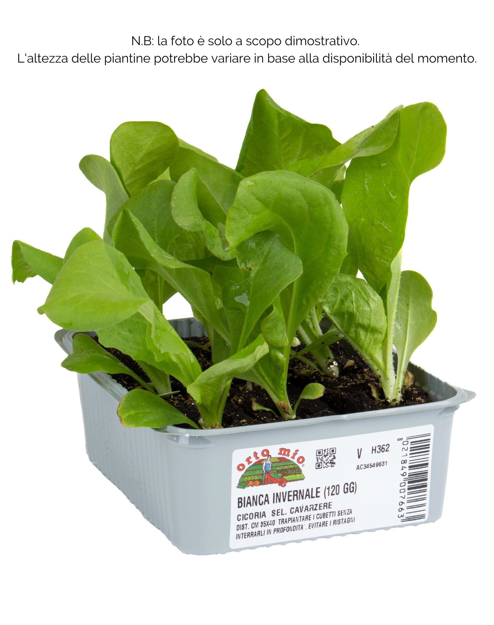 Cicorie e Radicchio Bianca Invernale sel. Cavarzere - 9 piante - Orto Mio