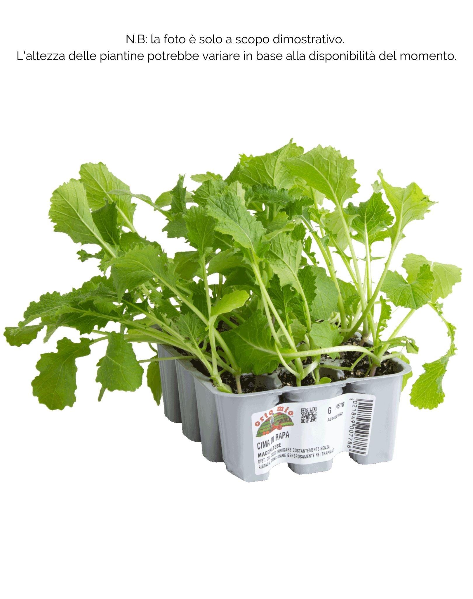 Cima di Rapa Maceratese - 12 piante - Orto Mio