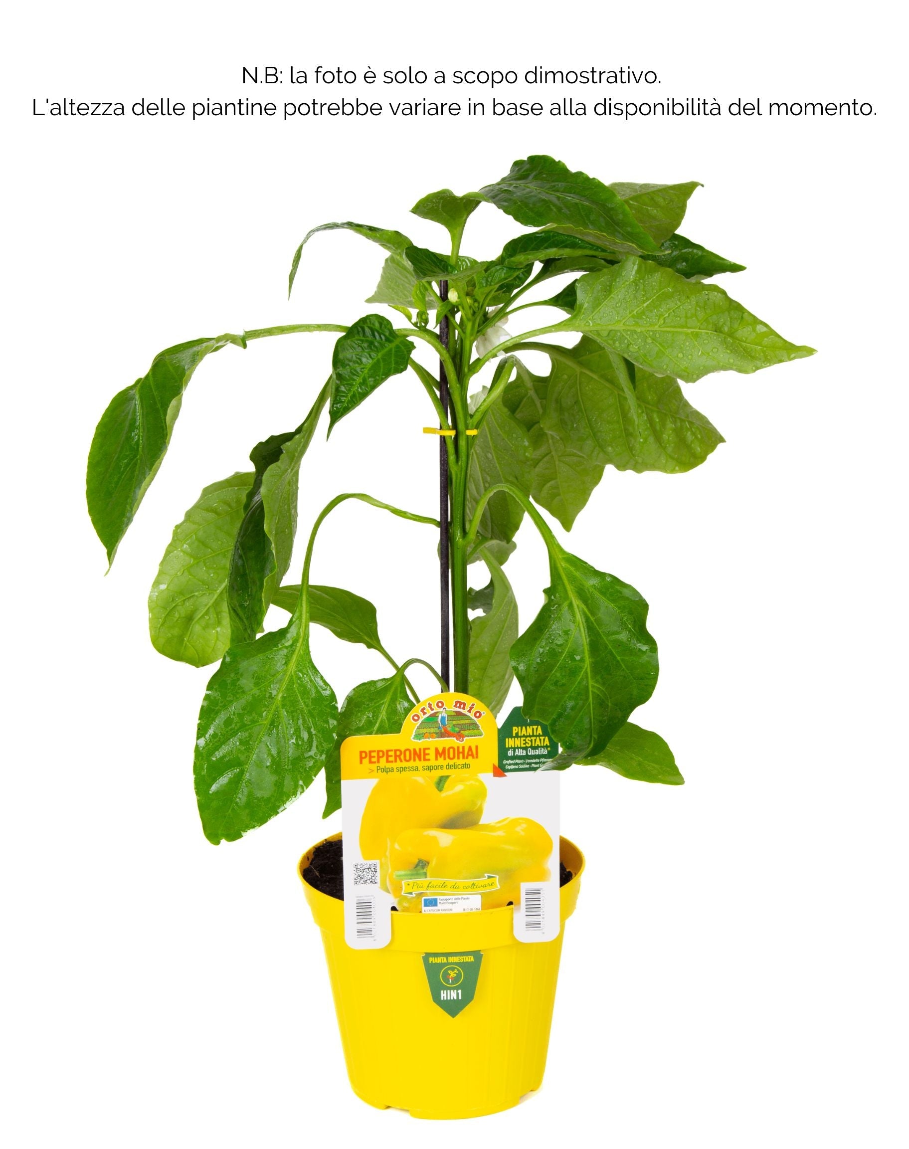 Peperone giallo Mohai F1 - 1 pianta innestata v.14 cm - Orto Mio