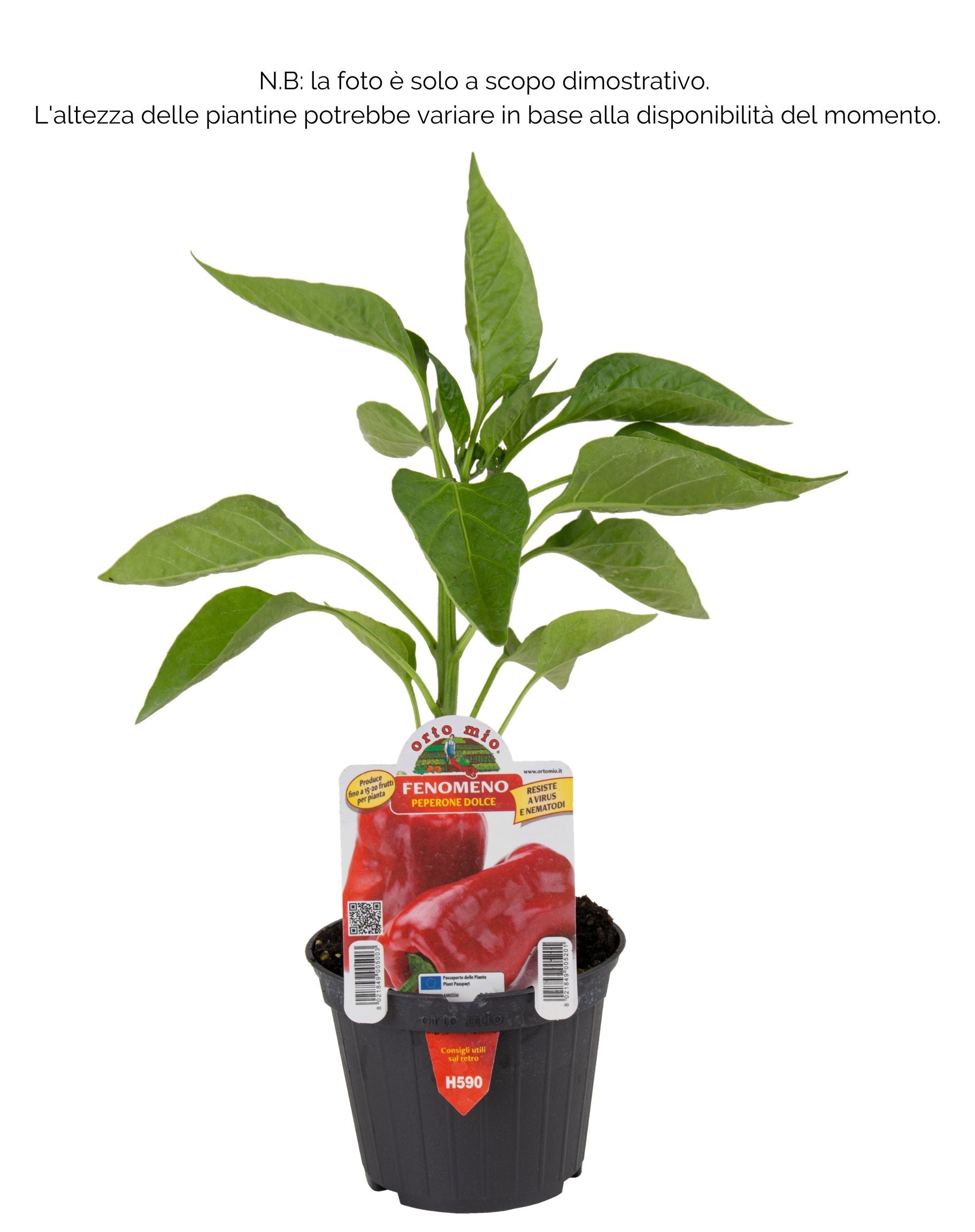 Peperone rosso Fenomeno Macio F1 - 1 pianta v.10 cm - Orto Mio