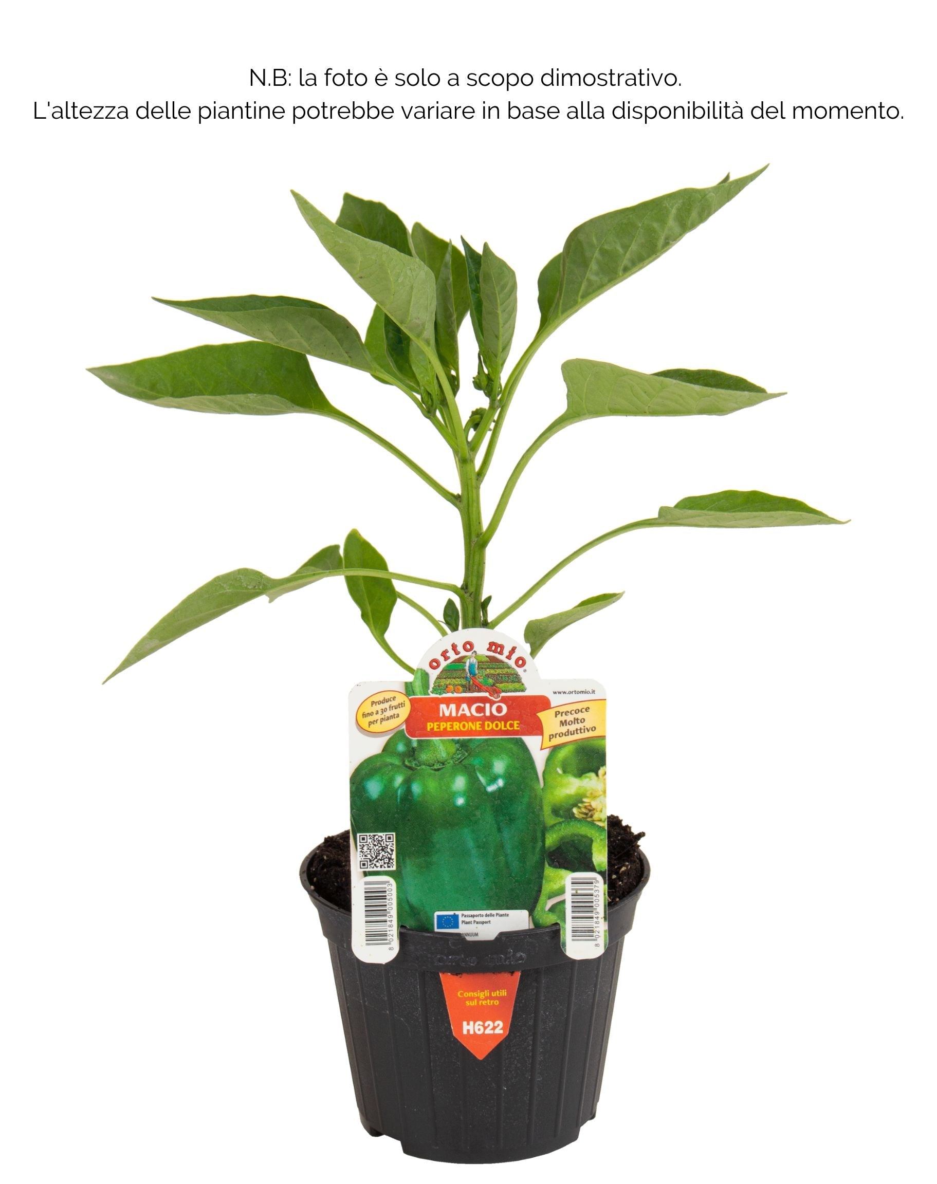 Peperone verde Macio F1 - 1 pianta v.10 cm - Orto Mio