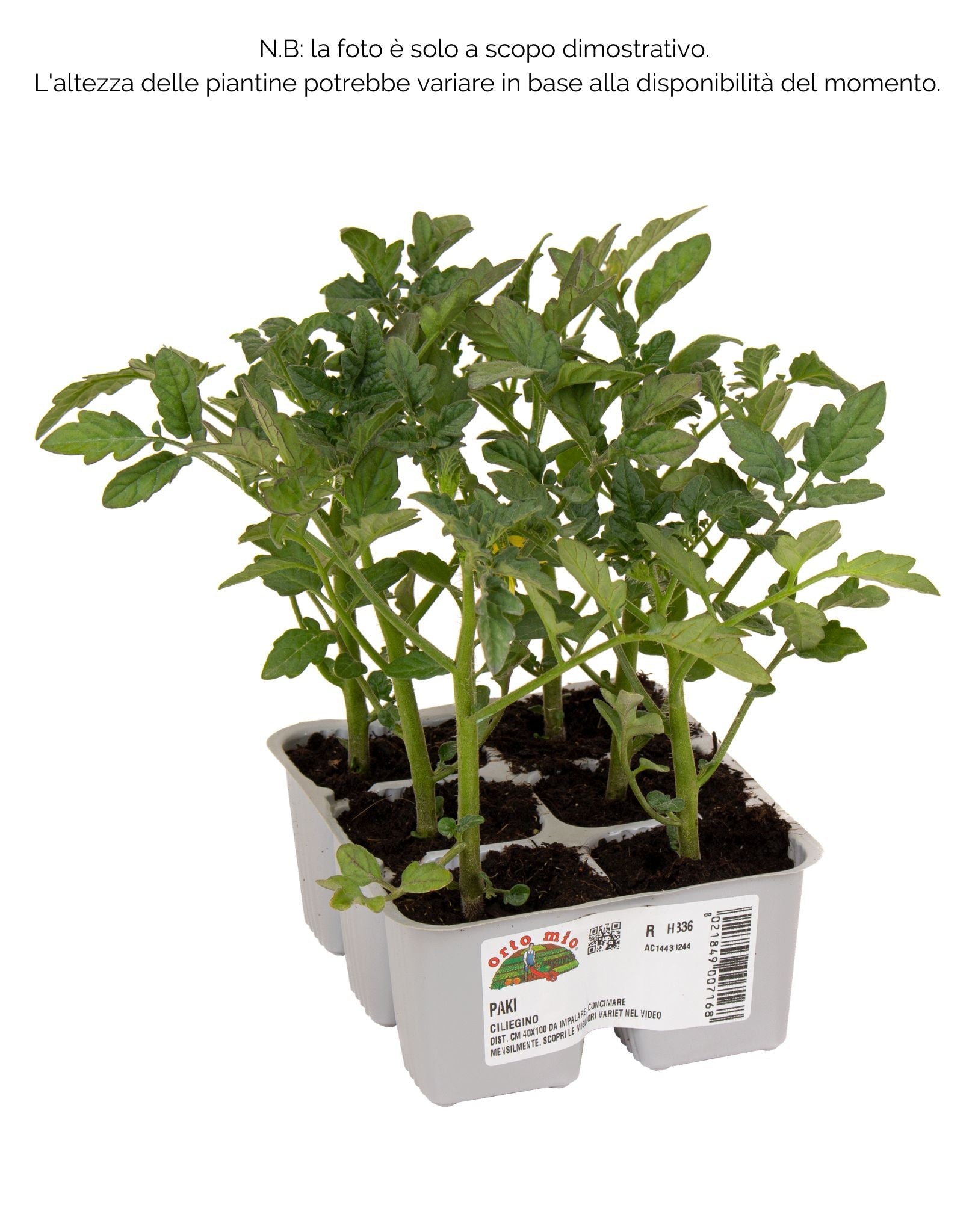 Pomodoro ciliegino Paki F1-Edox F11 - 6 piante - Orto Mio