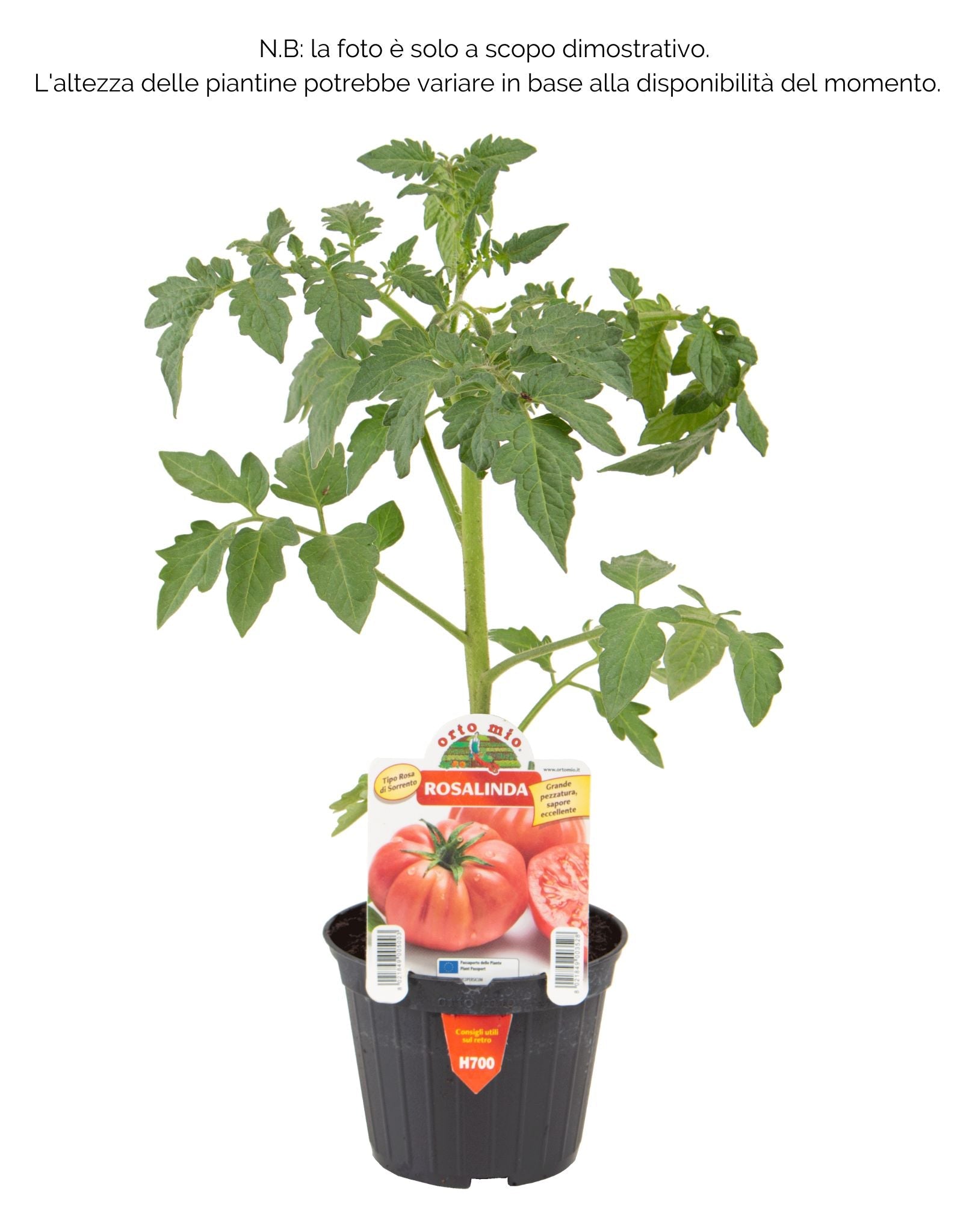 Pomodoro gigante Rosa di Sorrento o Sorrentone Rosalinda F1 - diversi formati