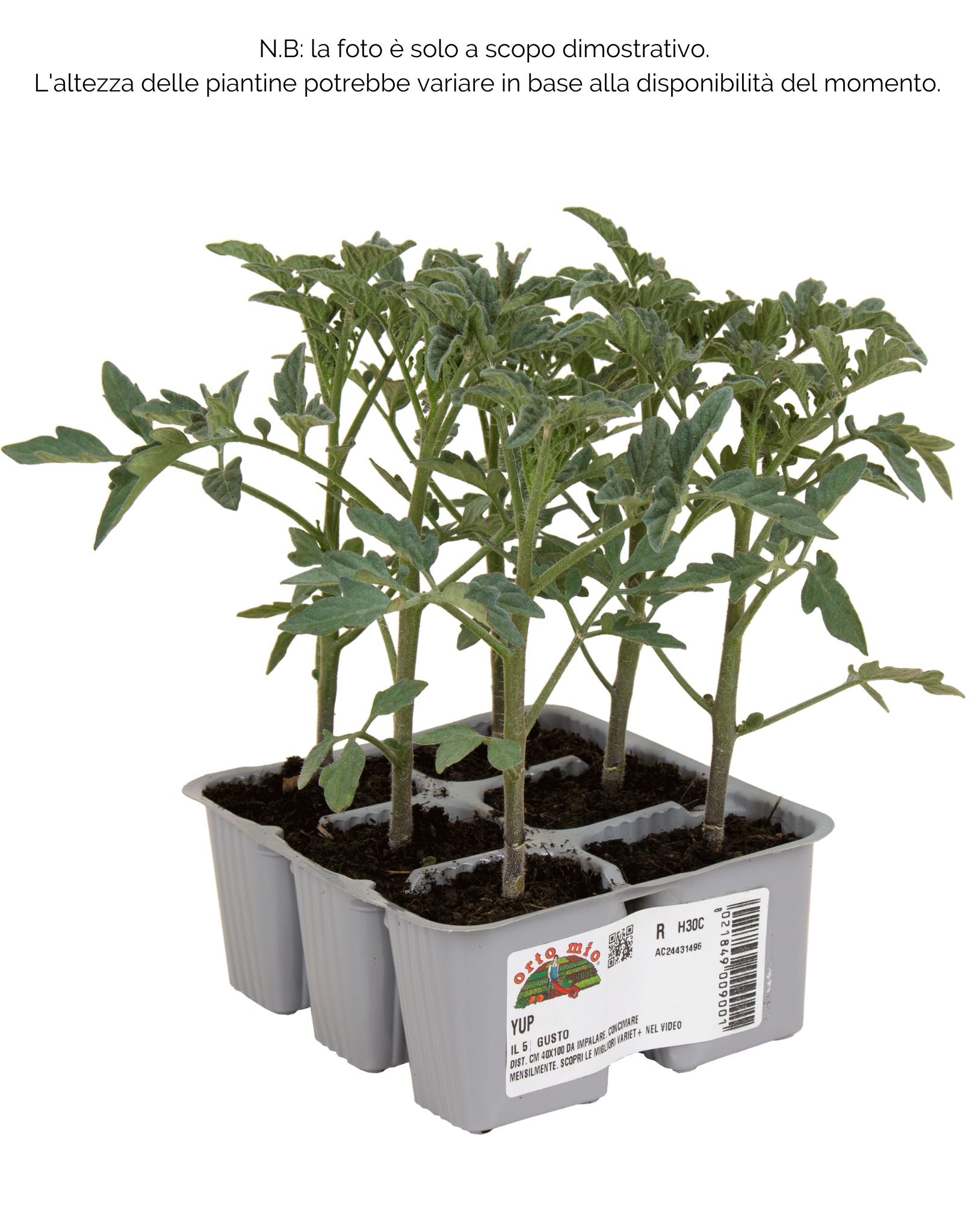 Pomodoro tondo Yup sardo Reginella F1 - 6 piante - Orto Mio