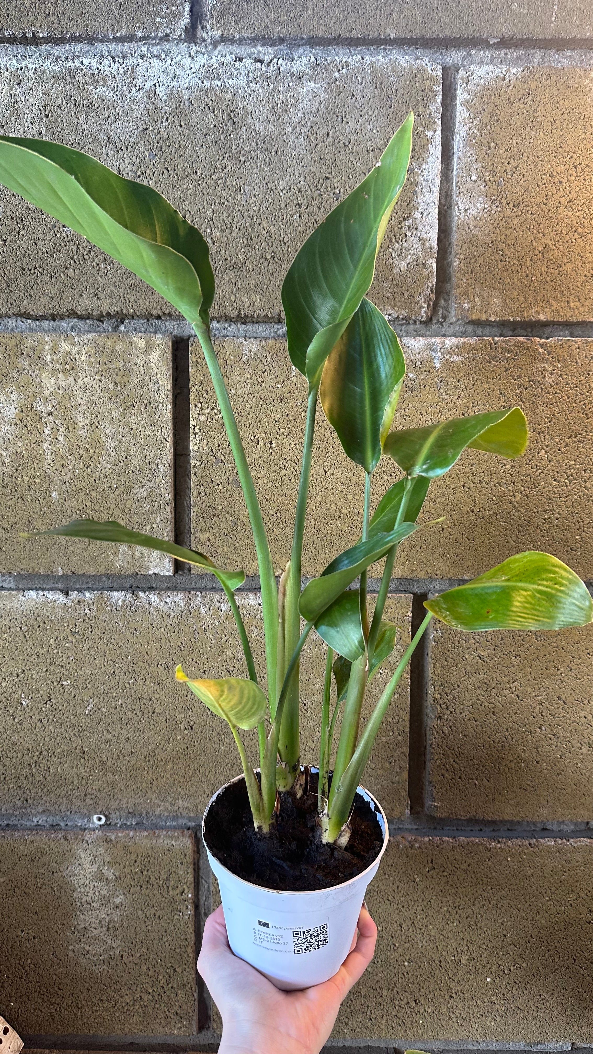 Strelitzia Augusta Nicolai