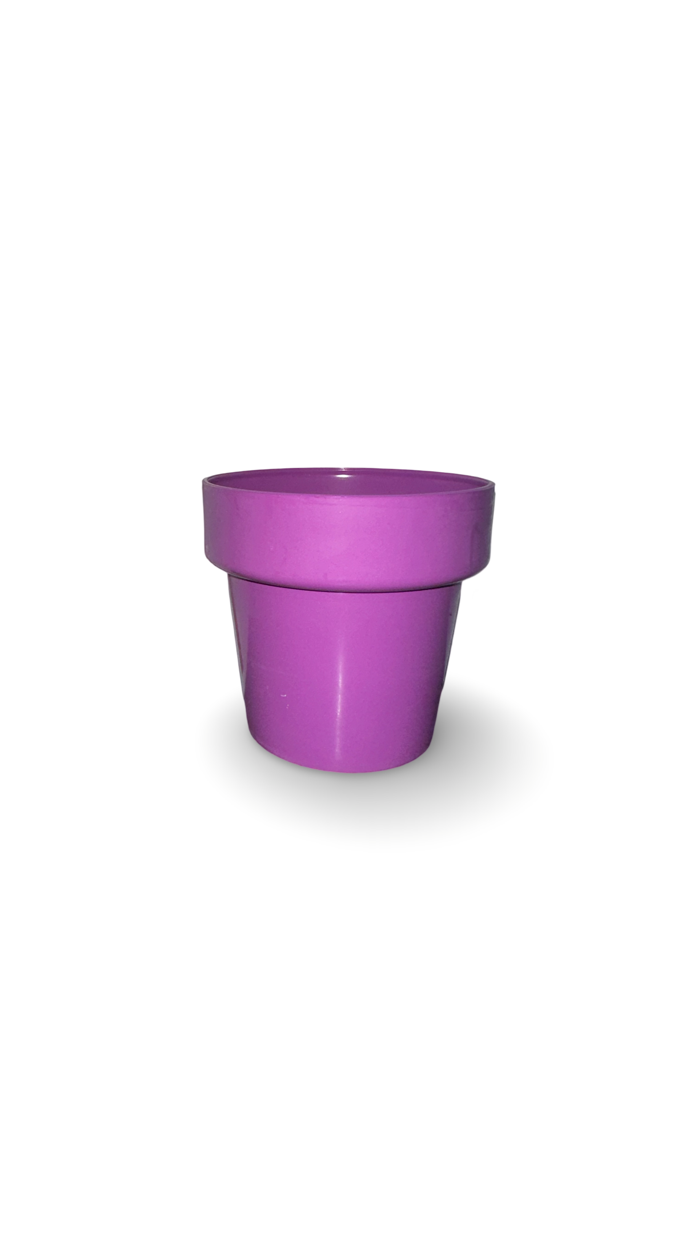 Piantina di Crassula Hobbit