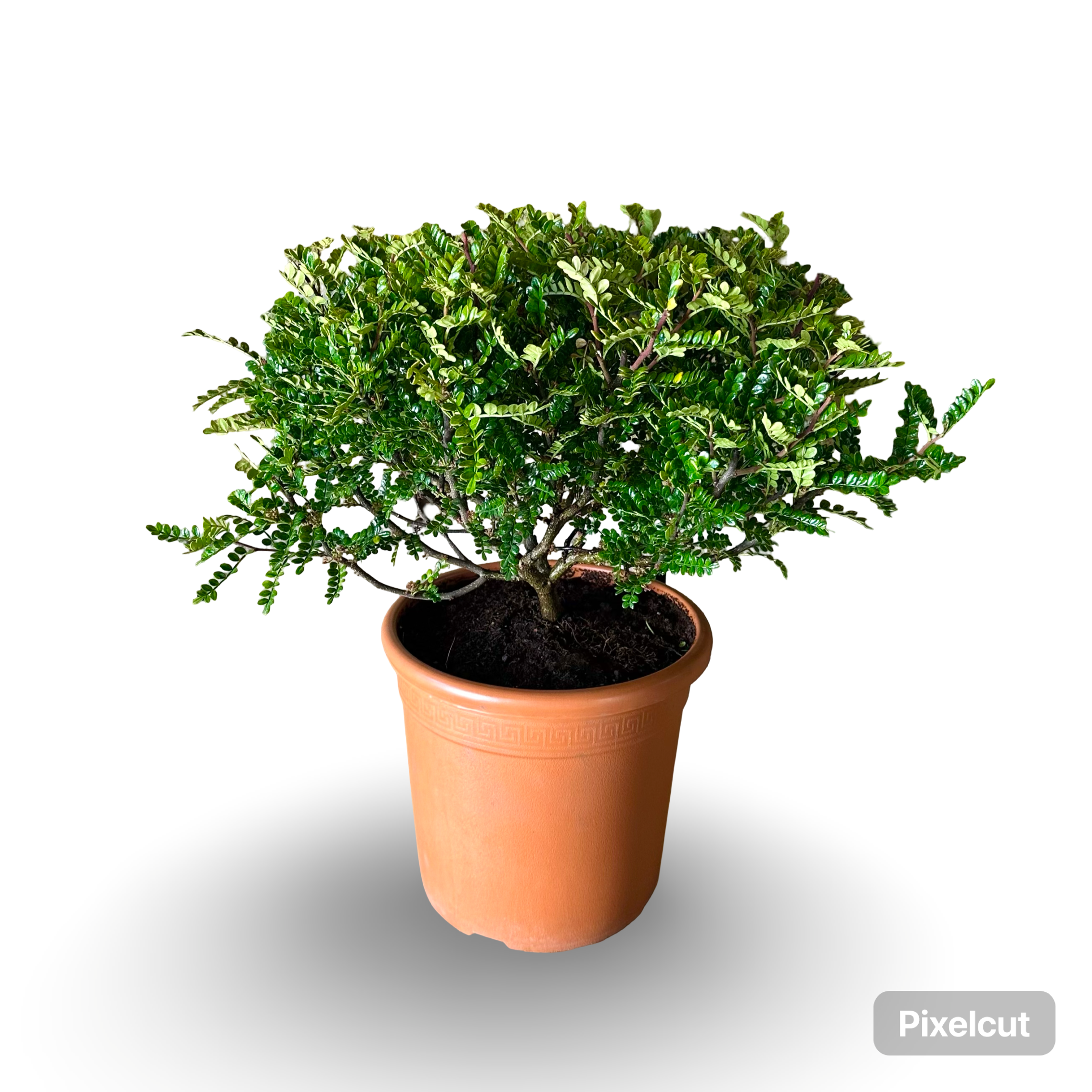 Pianta di Zanthoxylum beecheyanum - Pepe Giapponese