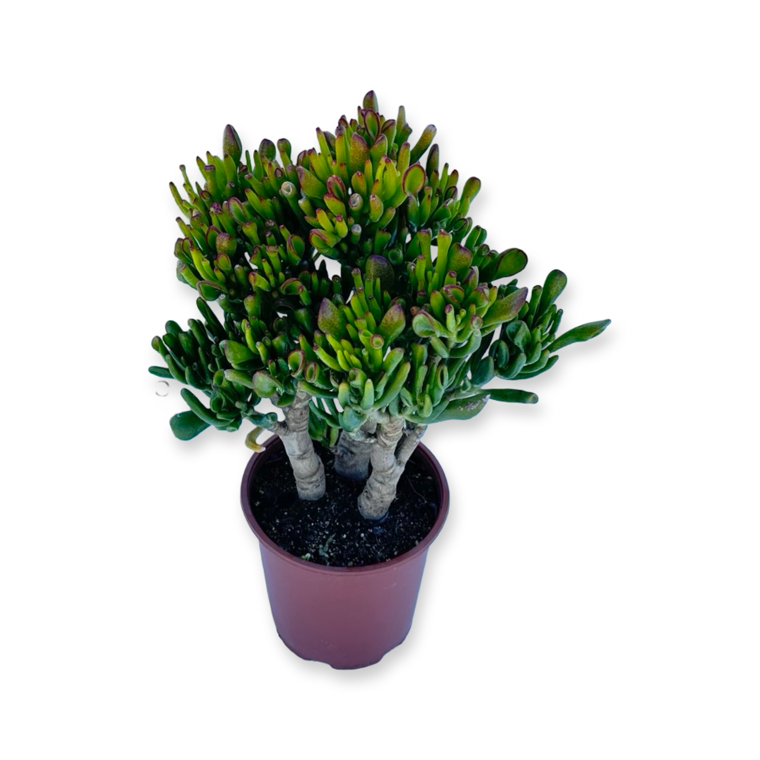 Piantina di Crassula Hobbit
