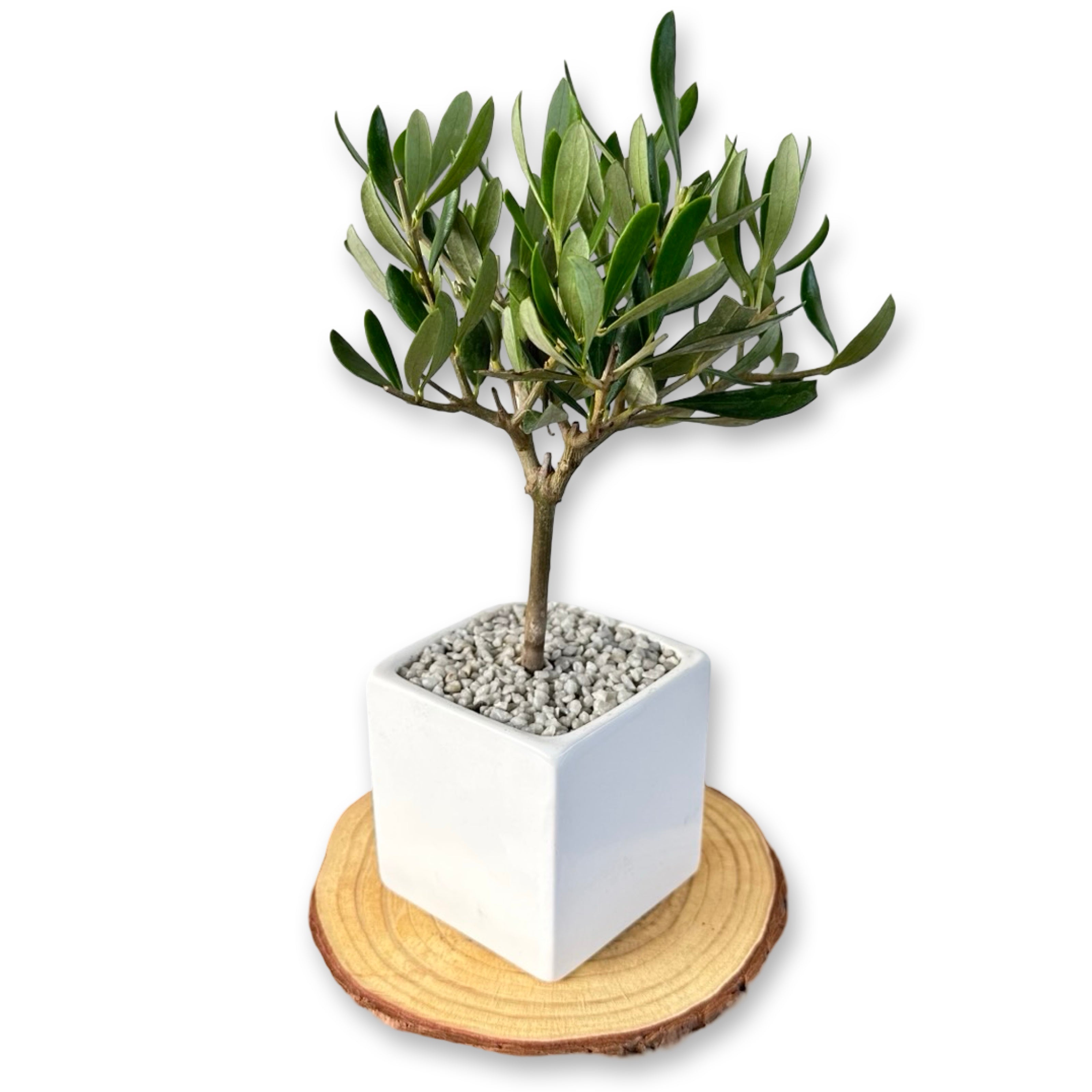 Set Piantine Ulivo per bomboniere in vaso ceramica quadrato CERTIFICATE