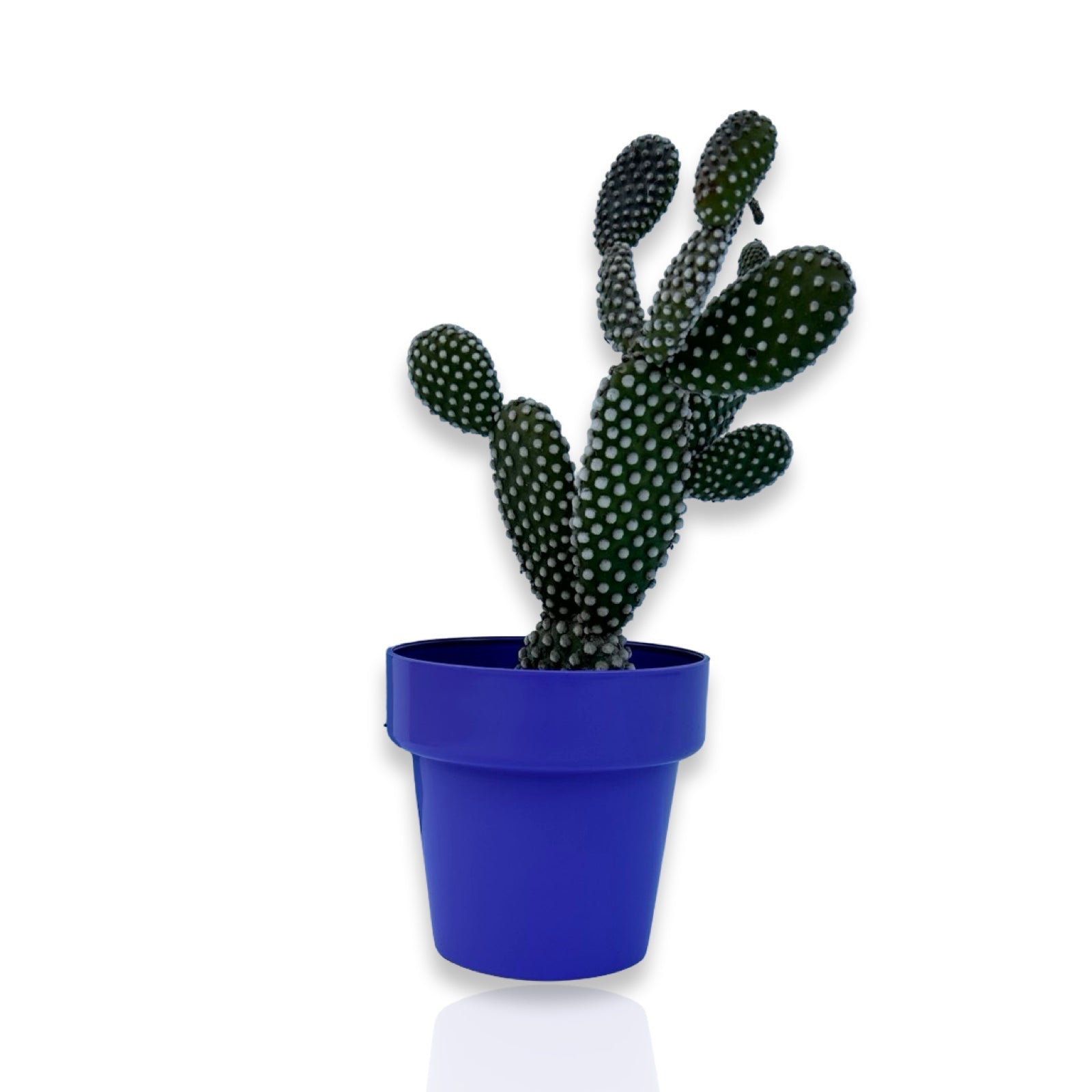 Fico d'India microvilloso Pianta Grassa Opuntia microdasys (Lehm.) Pfeiff.