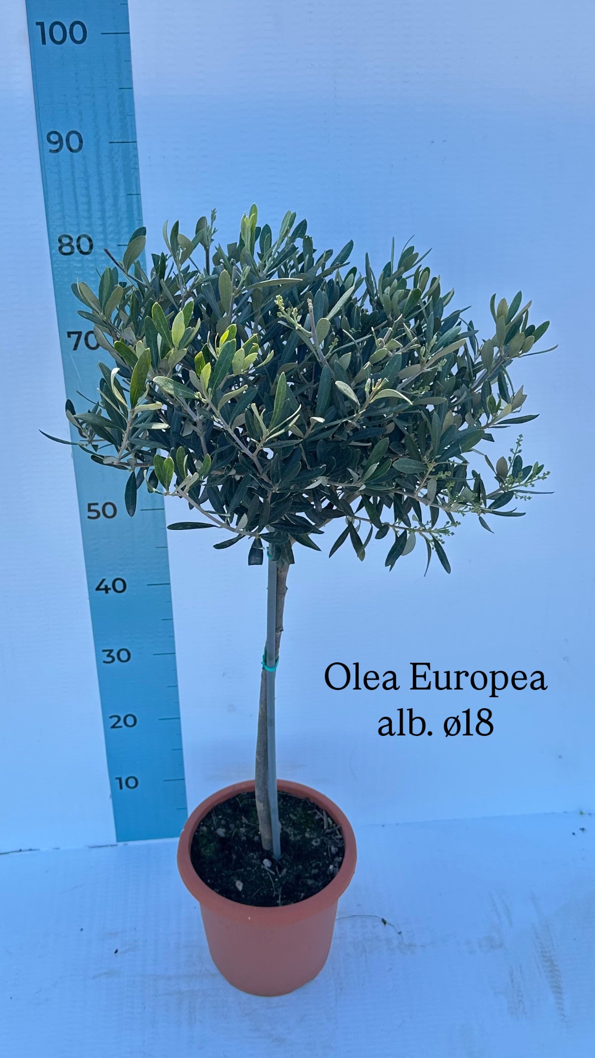 Piantina Alberello di Ulivo Cipressino - Olea Europea CERTIFICATA