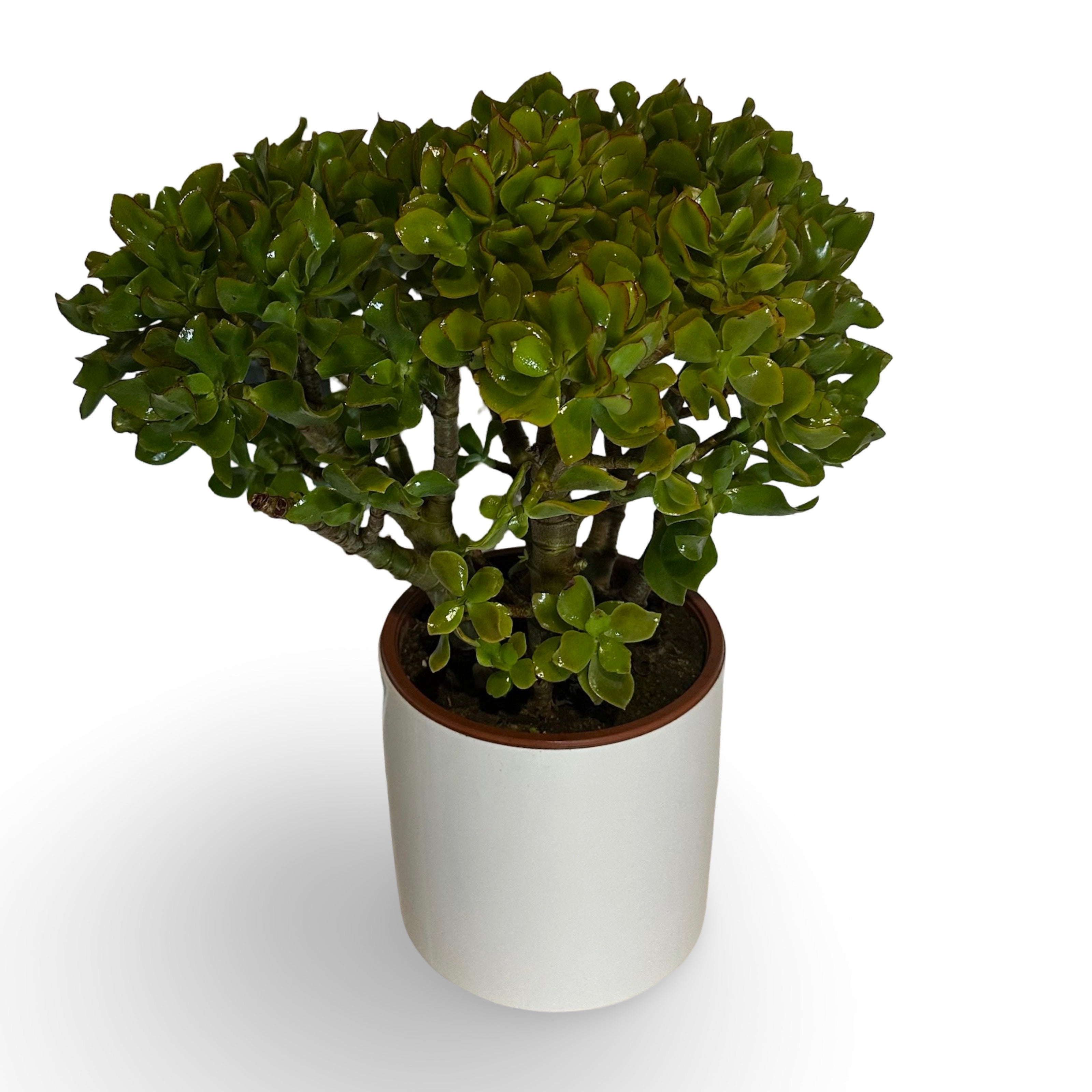 Pianta di Crassula Arborescens Undulatifolia
