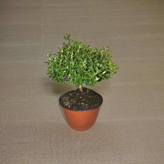 Mirto Myrtus CERTIFICATO T15 ciotola