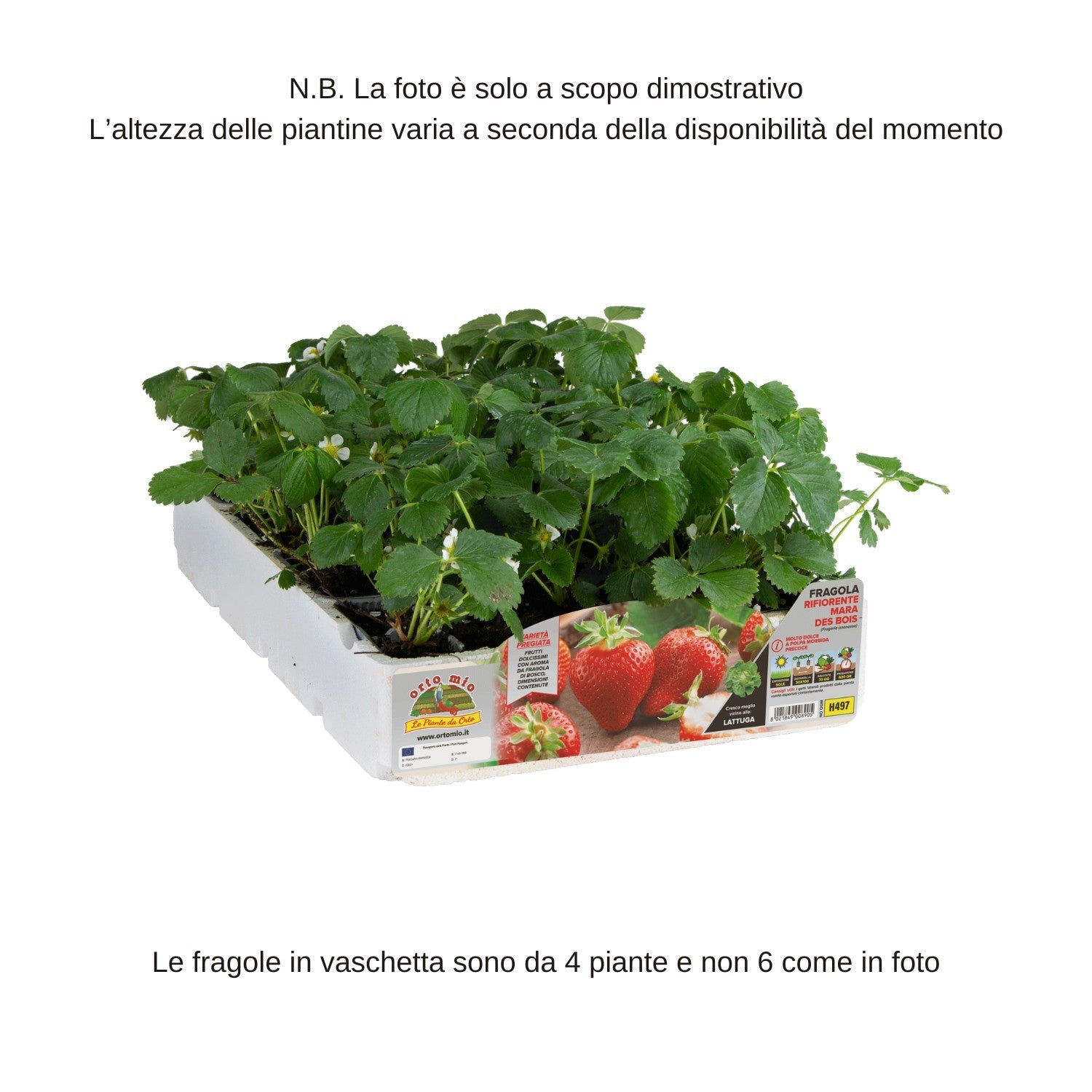 Fragola Rifiorente Mara des Bois - vaschetta 4 piante - Orto Mio