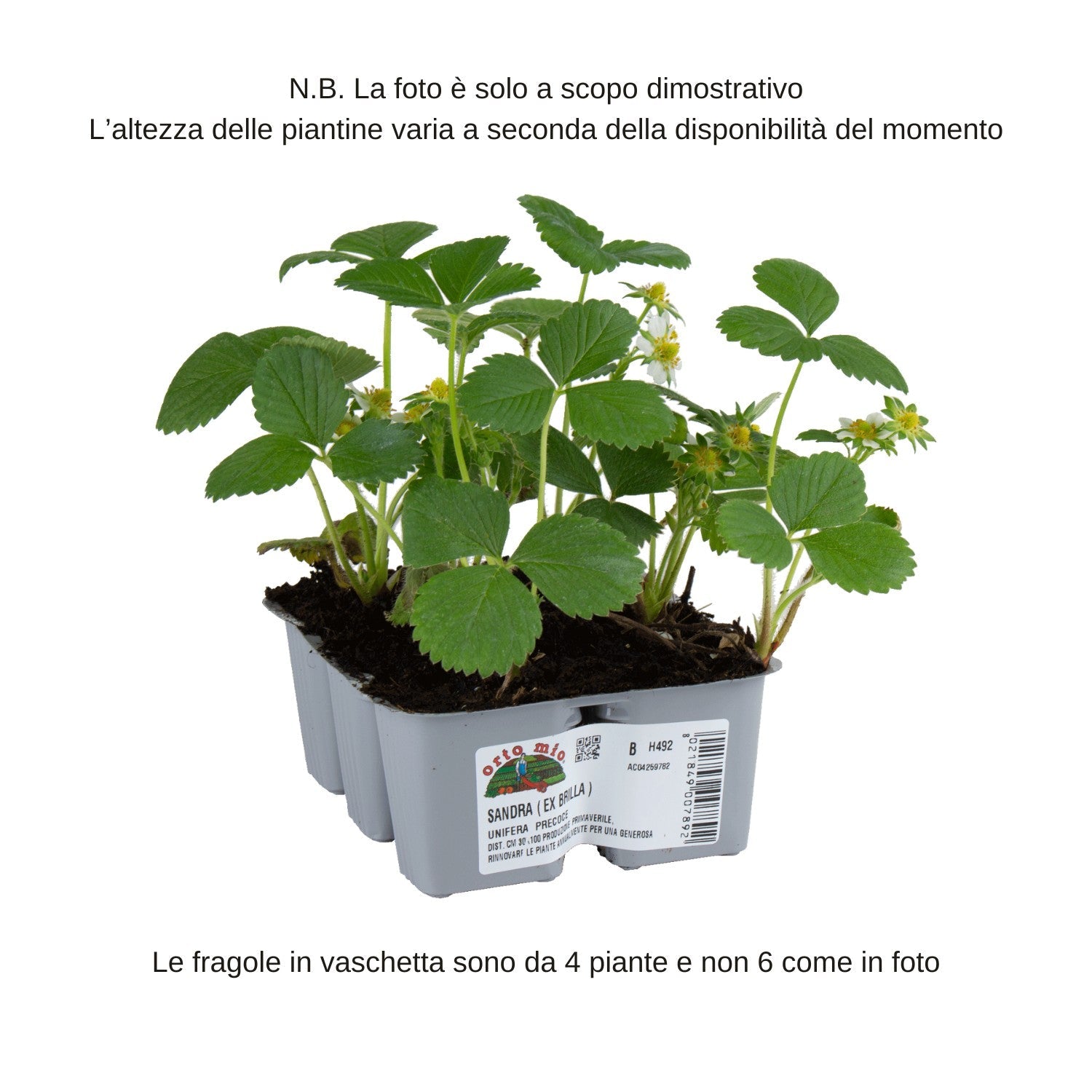 Fragola unifera precoce Sandra - vaschetta 4 piante - Orto Mio