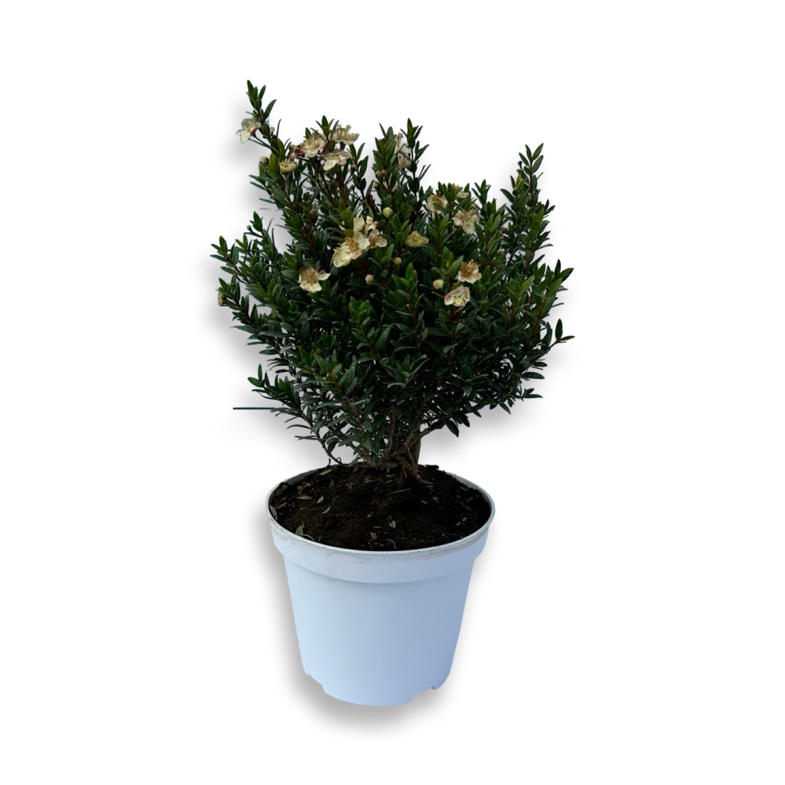 Piantina Cespuglio di Mirto simil-Bonsai - Myrtus Microphylla CERTIFICATA