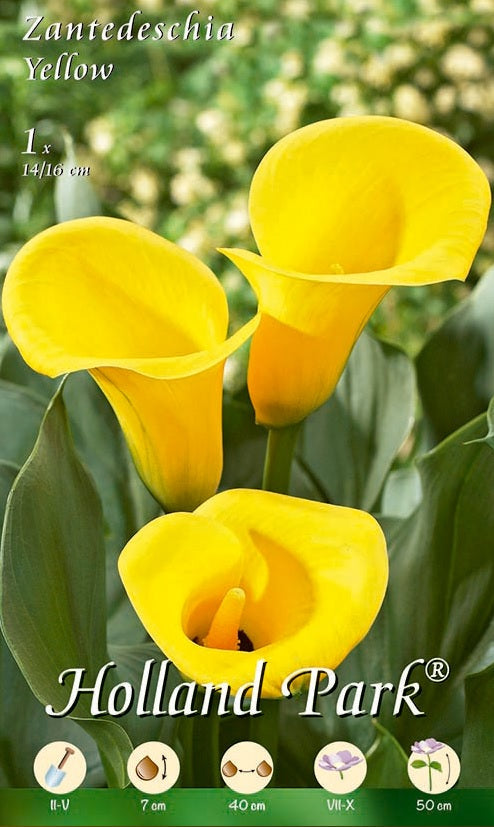 Calla Gialla - 1 bulbo da fiore