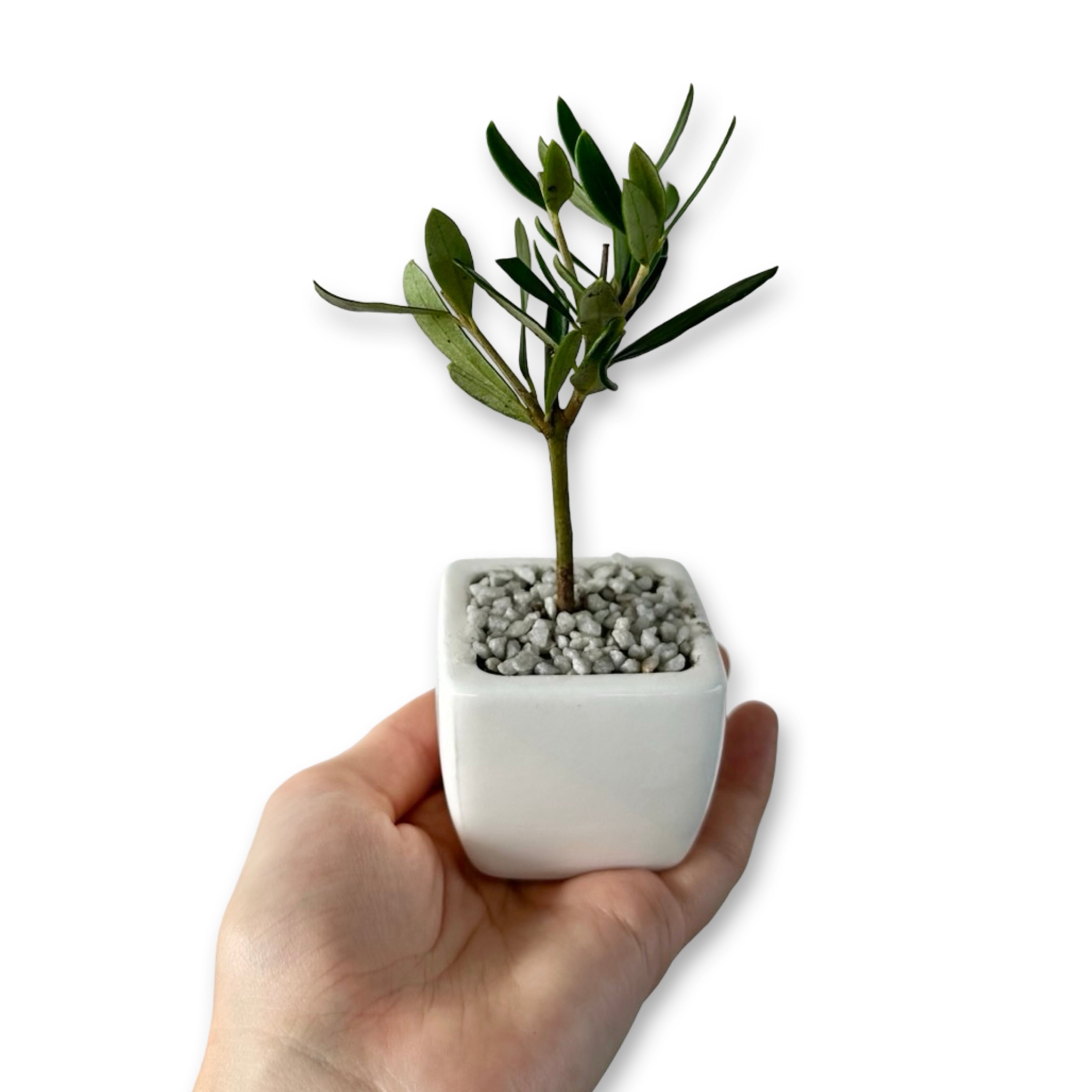 Set Piantine Ulivo per bomboniere in vaso ceramica quadrato CERTIFICATE